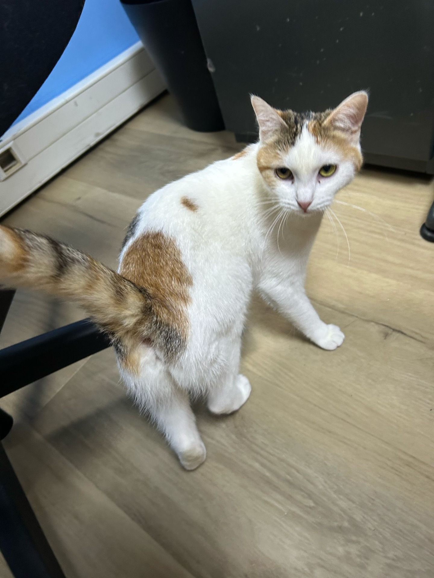 Photo de l'animal à adopté