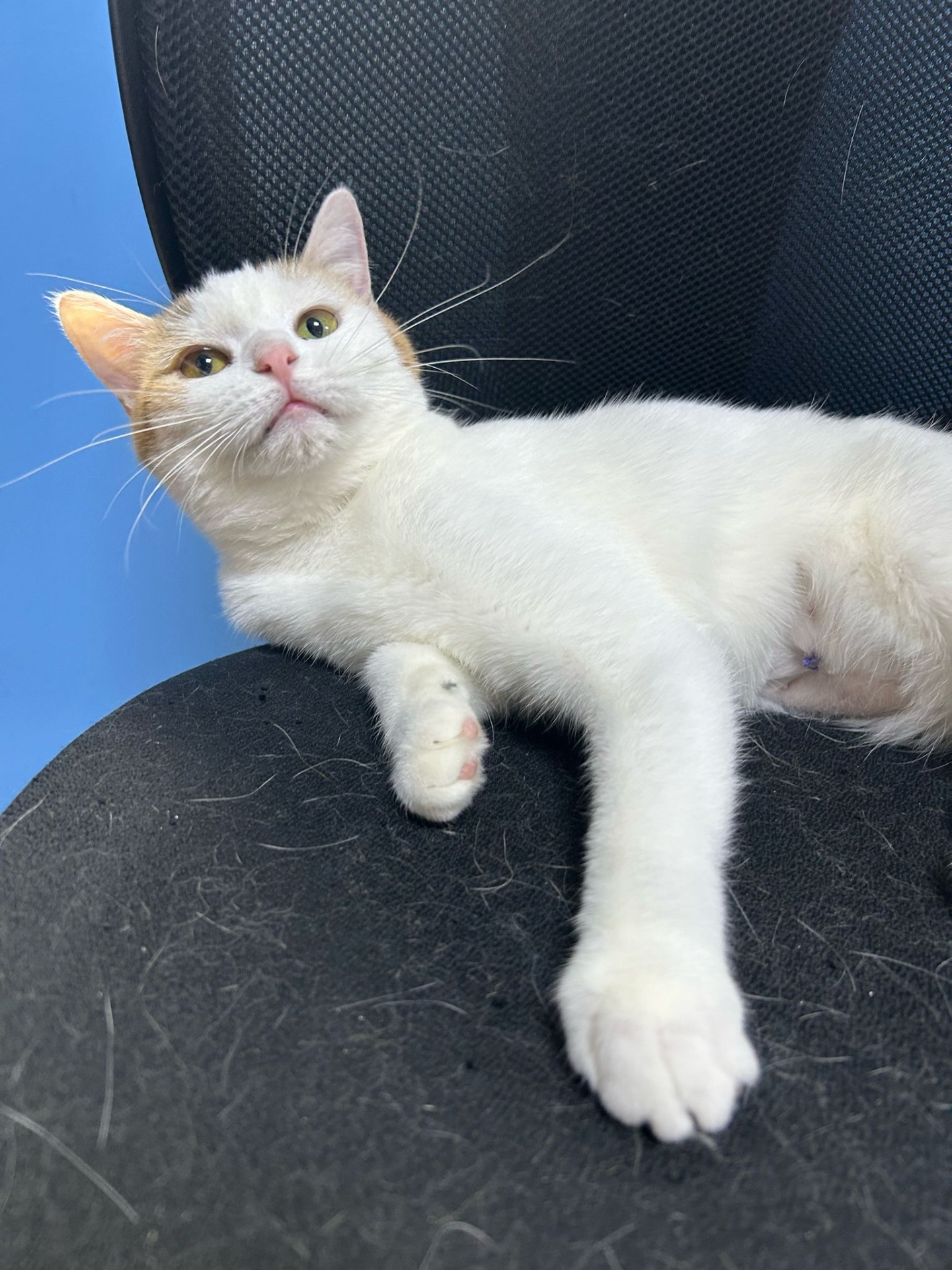 Photo de l'animal à adopté