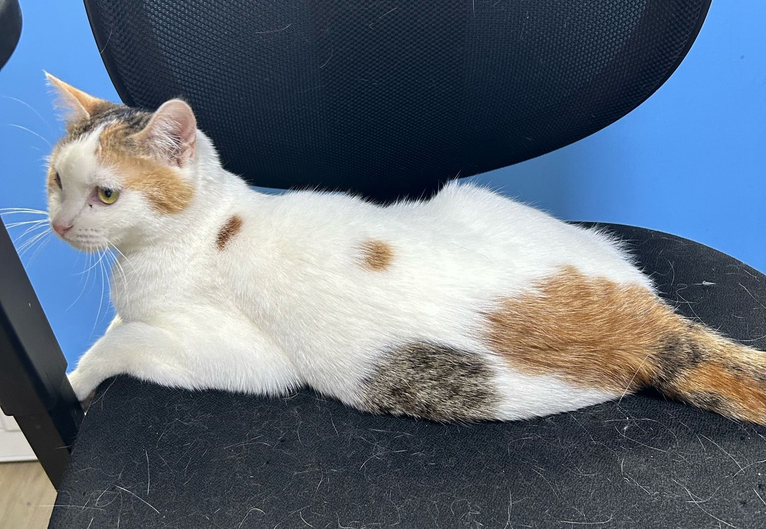 Photo de l'animal à adopté