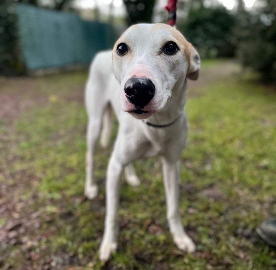 Photo de l'animal à adopté