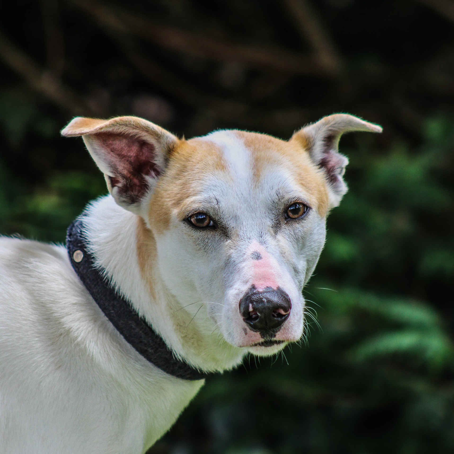 Photo de l'animal à adopté