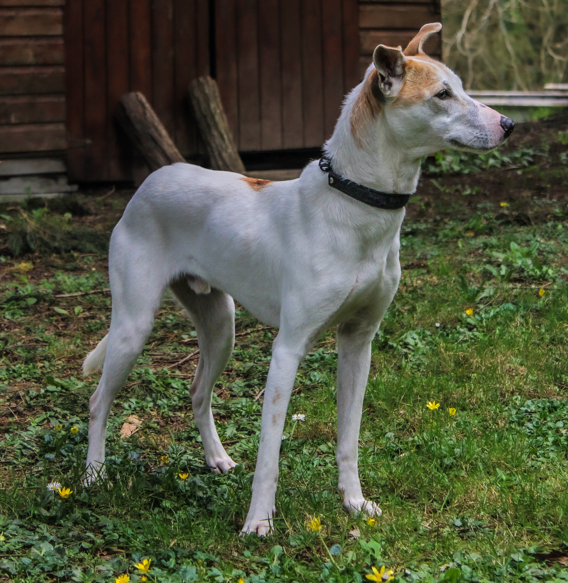 Photo de l'animal à adopté