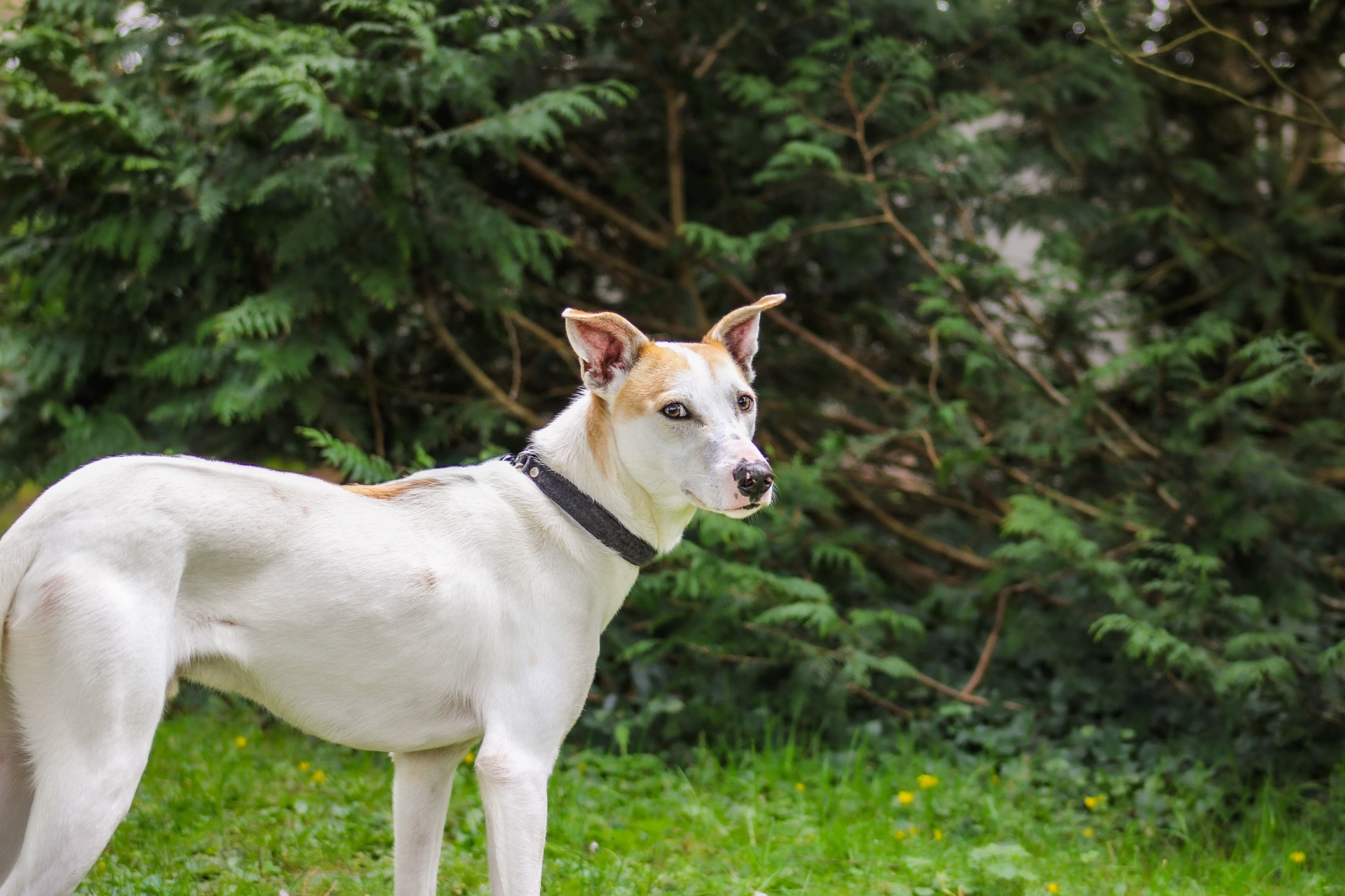 Photo de l'animal à adopté