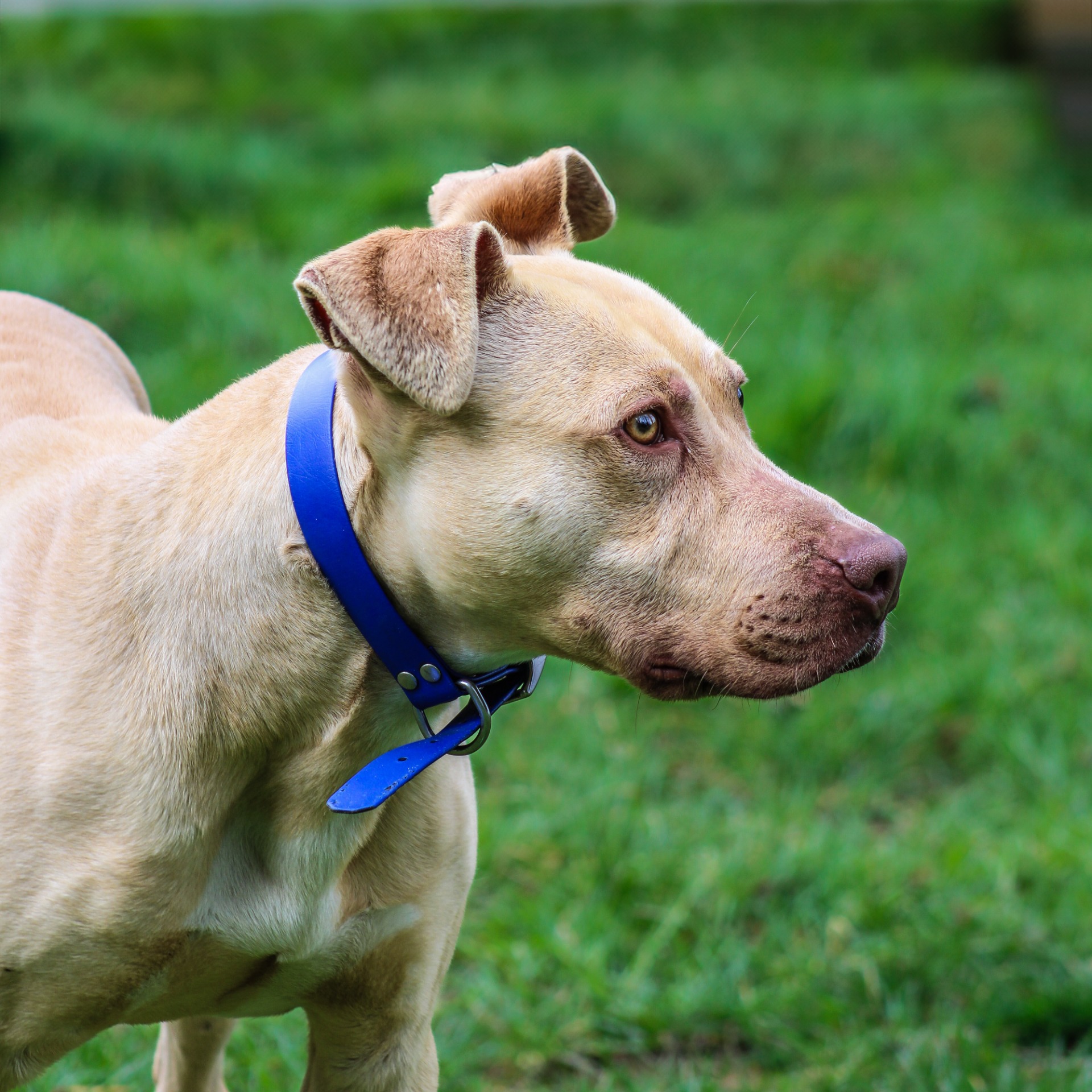Photo de l'animal à adopté