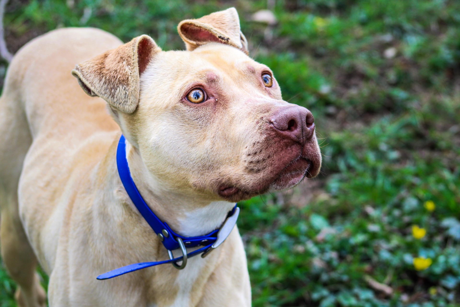 Photo de l'animal à adopté