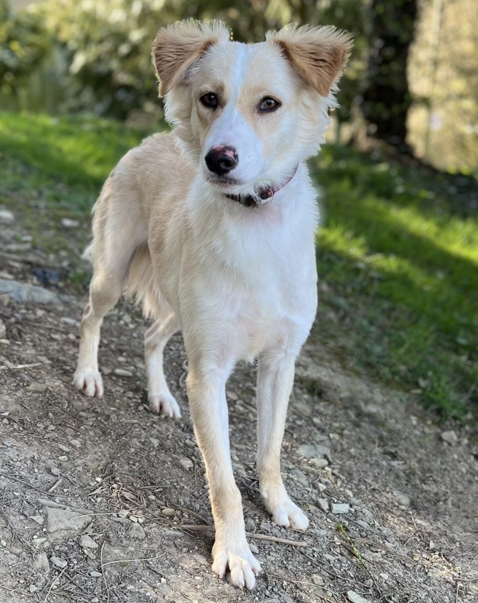 Photo de l'animal à adopté