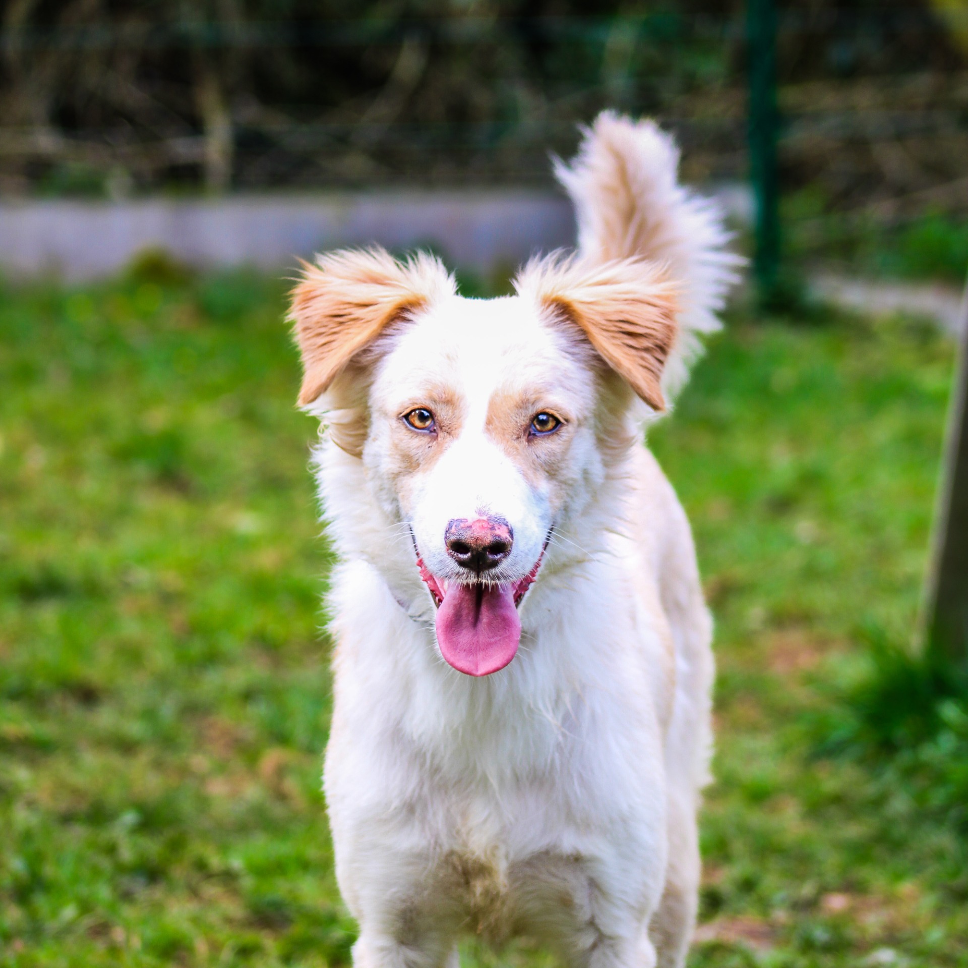 Photo de l'animal à adopté