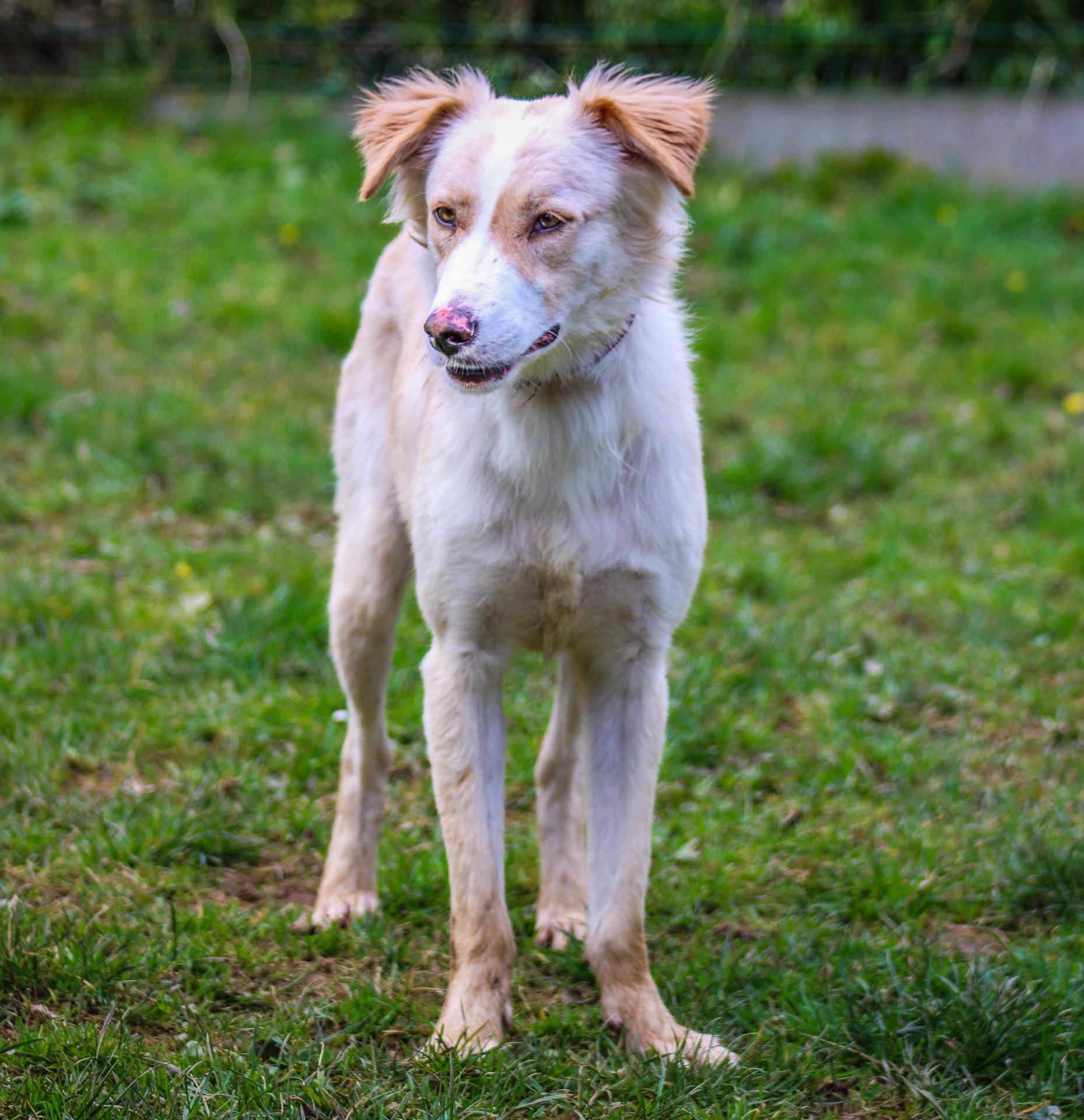 Photo de l'animal à adopté