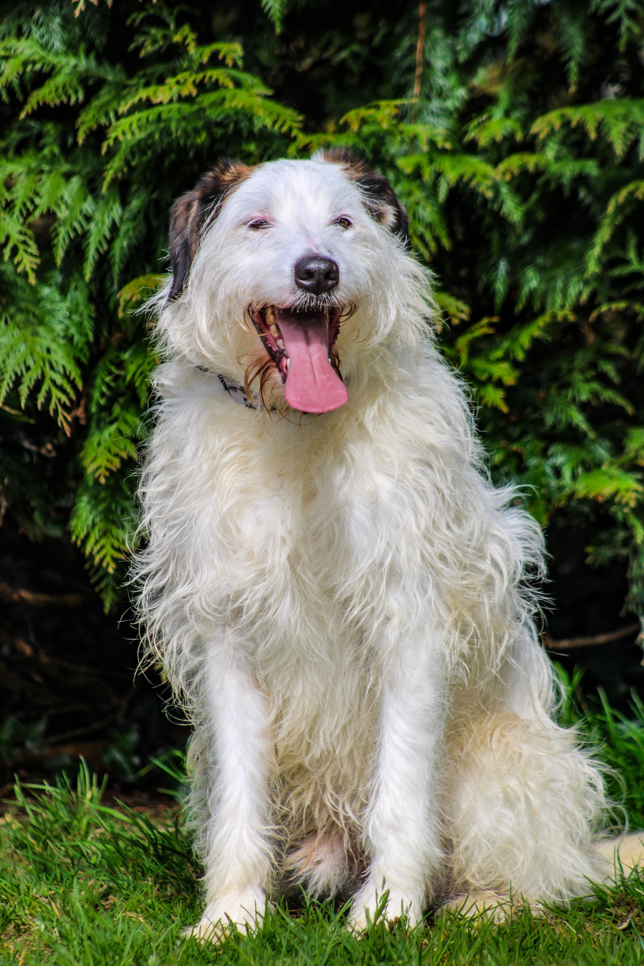 Photo de l'animal à adopté