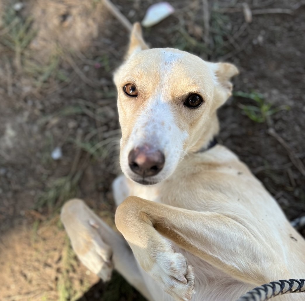 Photo de l'animal à adopté