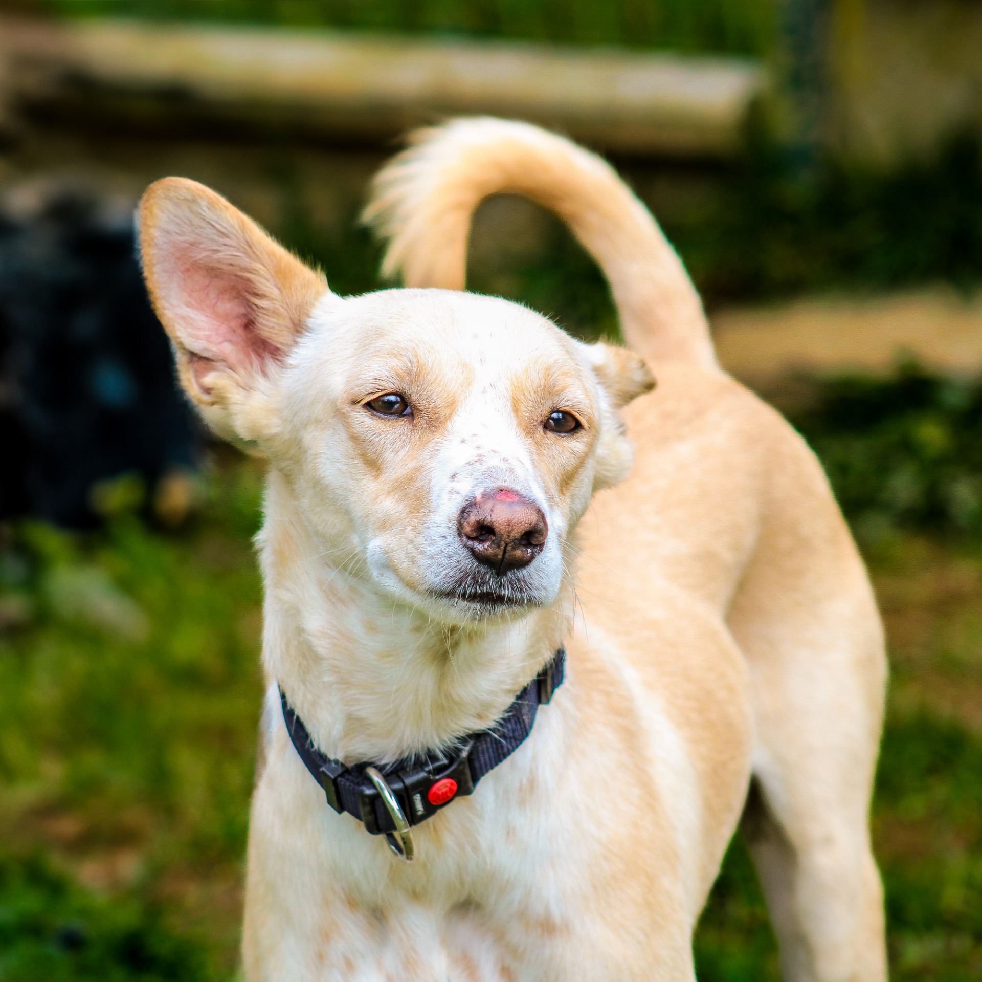 Photo de l'animal à adopté
