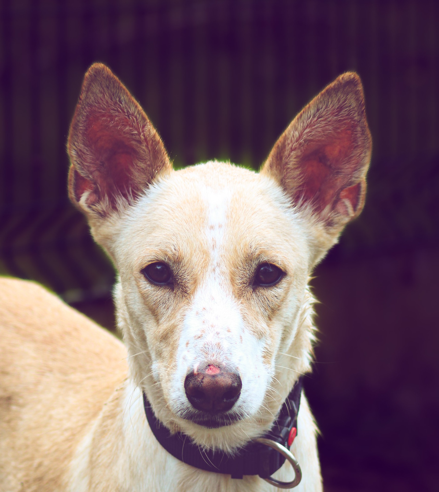 Photo de l'animal à adopté