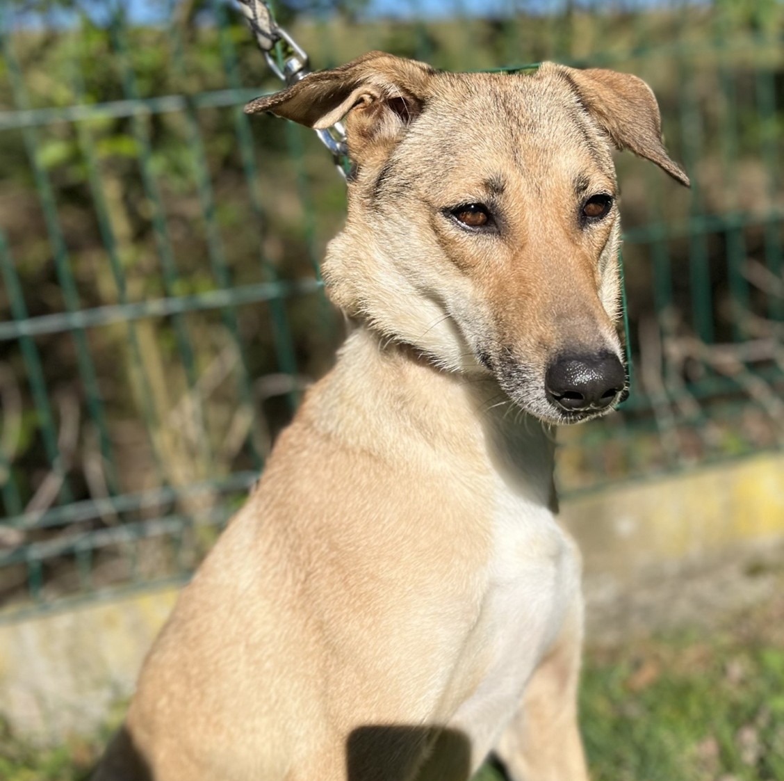 Photo de l'animal à adopté