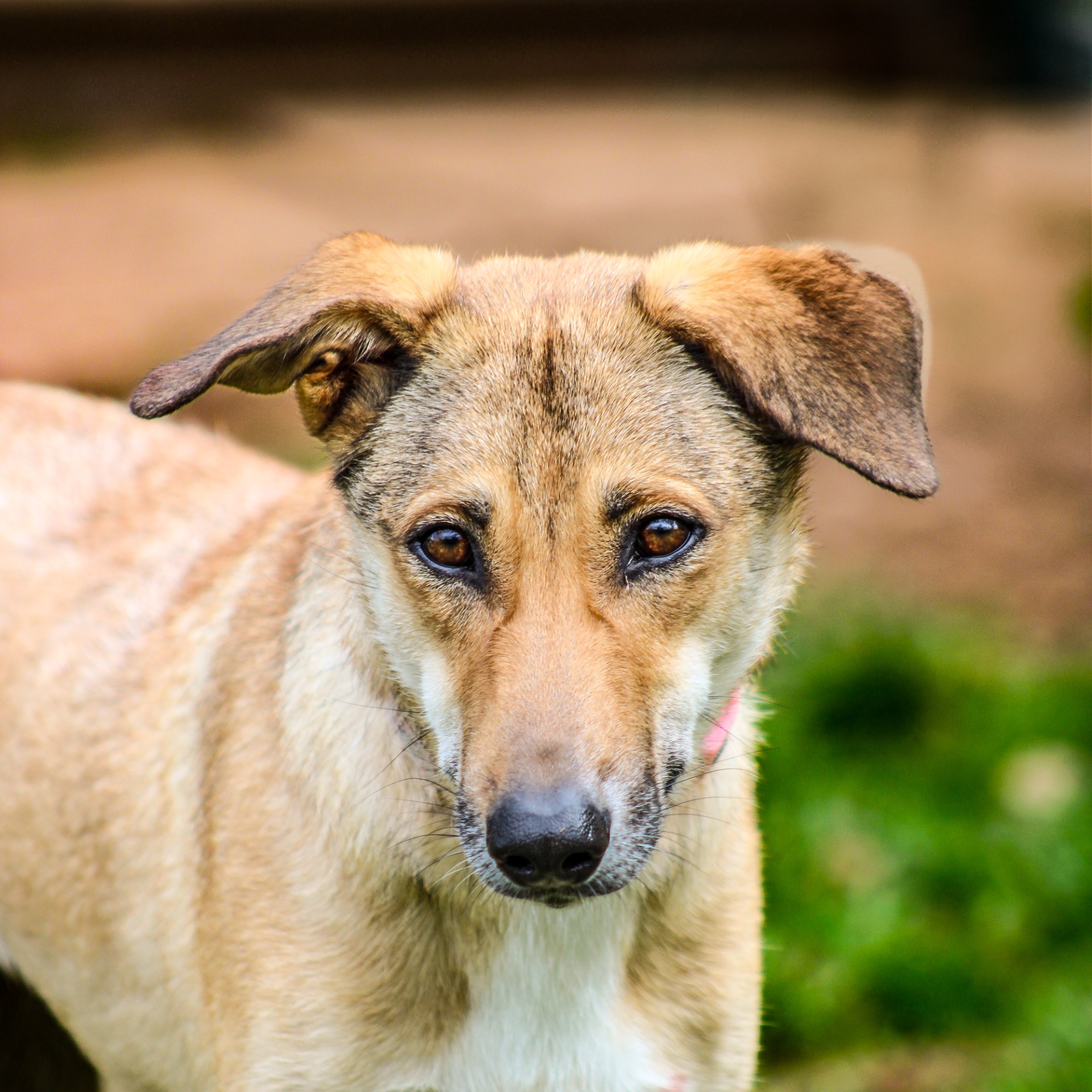Photo de l'animal à adopté