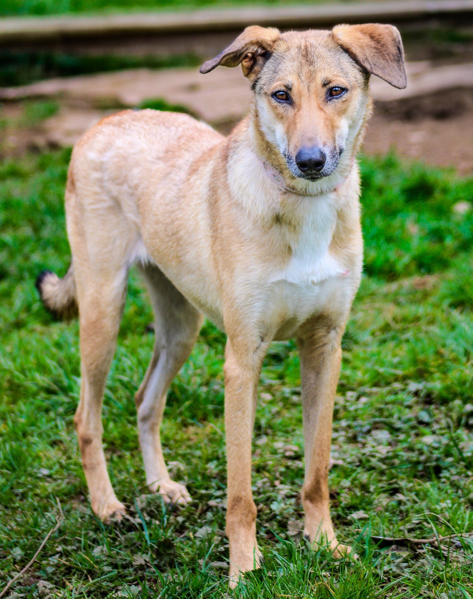 Photo de l'animal à adopté