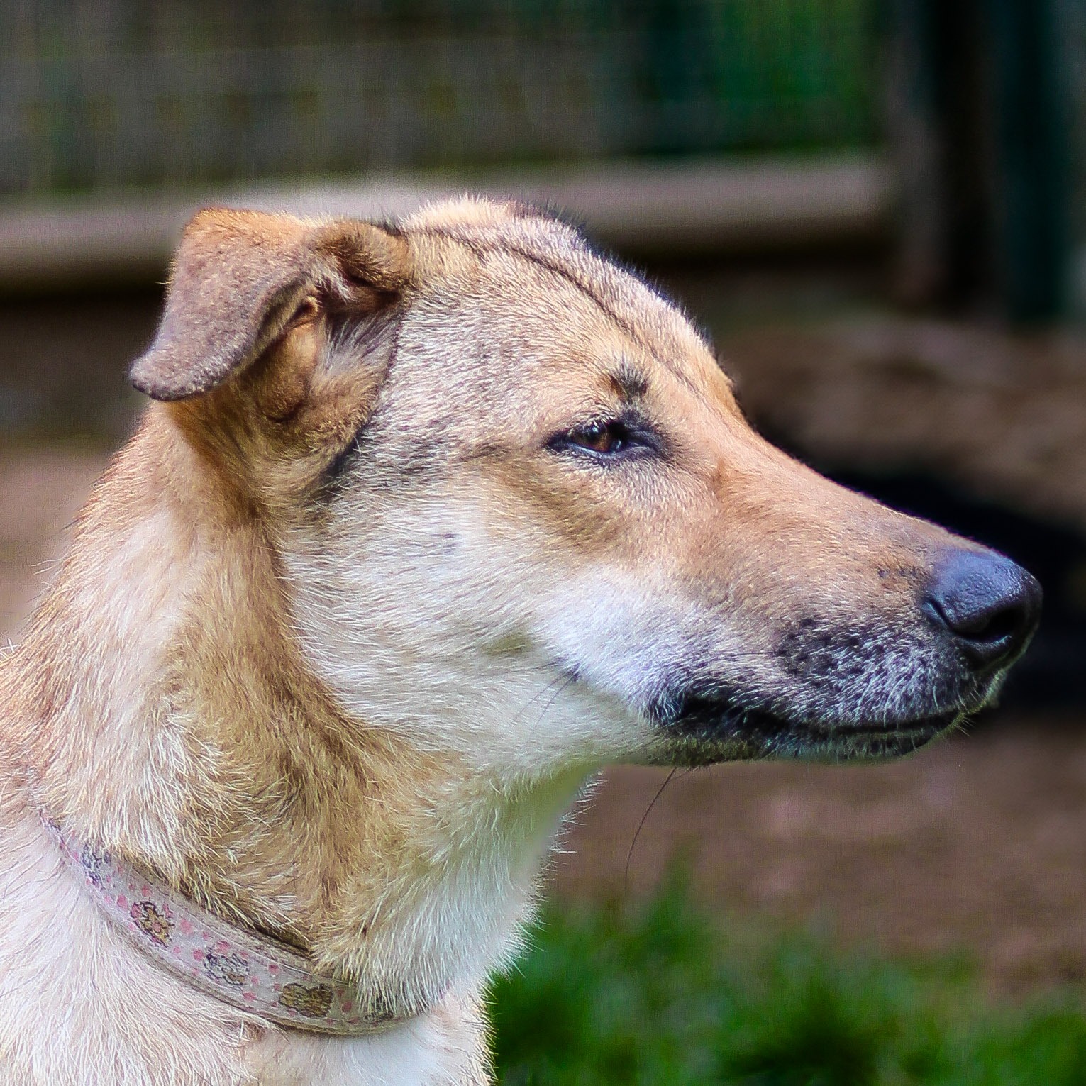 Photo de l'animal à adopté