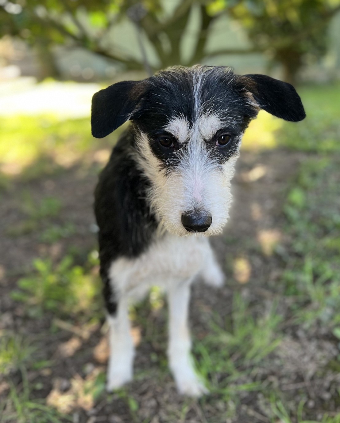 Photo de l'animal à adopté