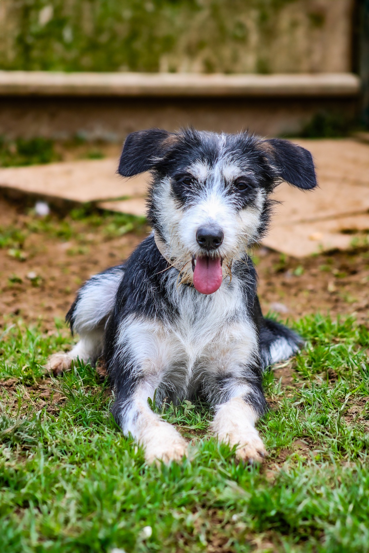 Photo de l'animal à adopté