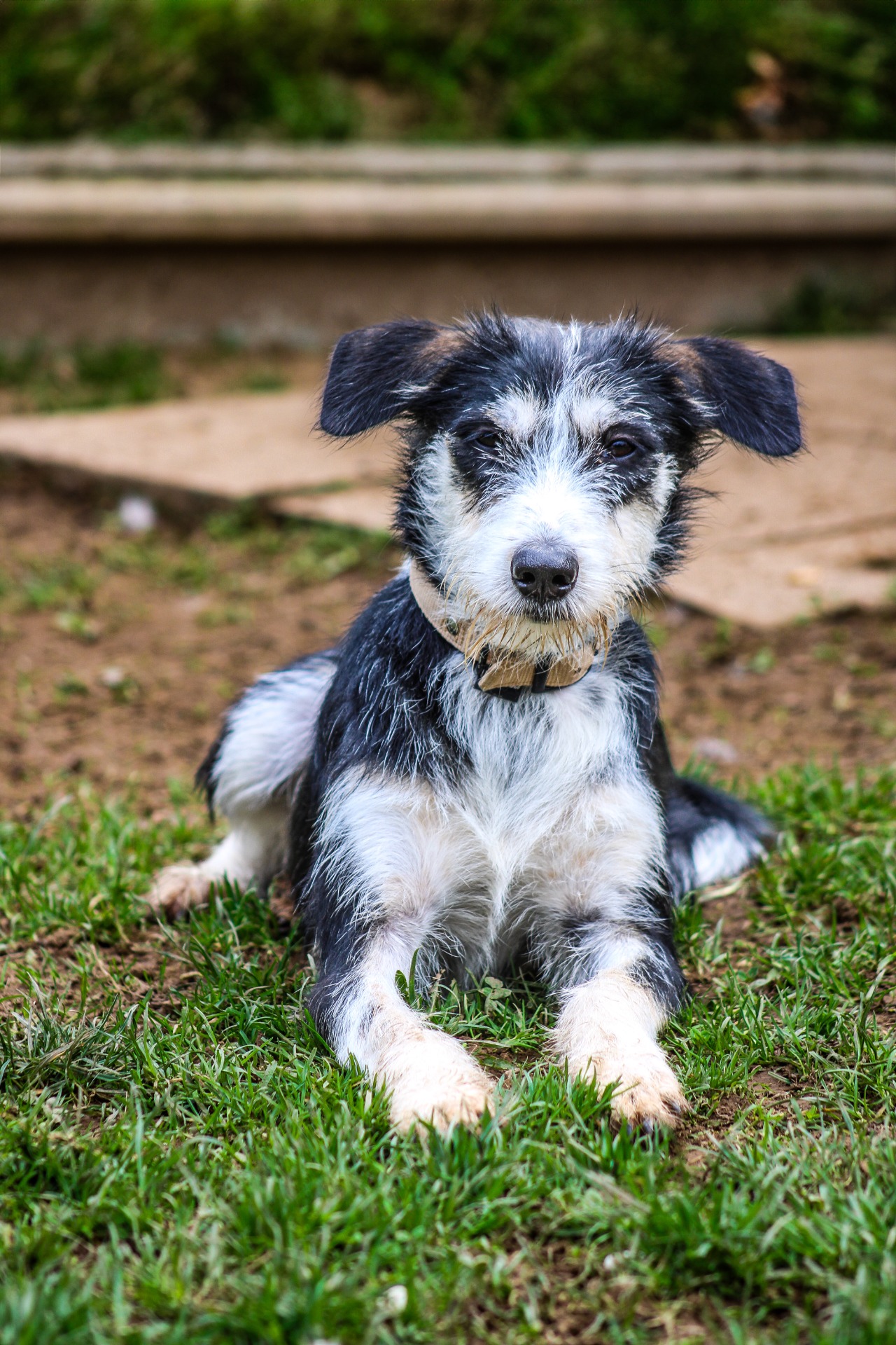 Photo de l'animal à adopté