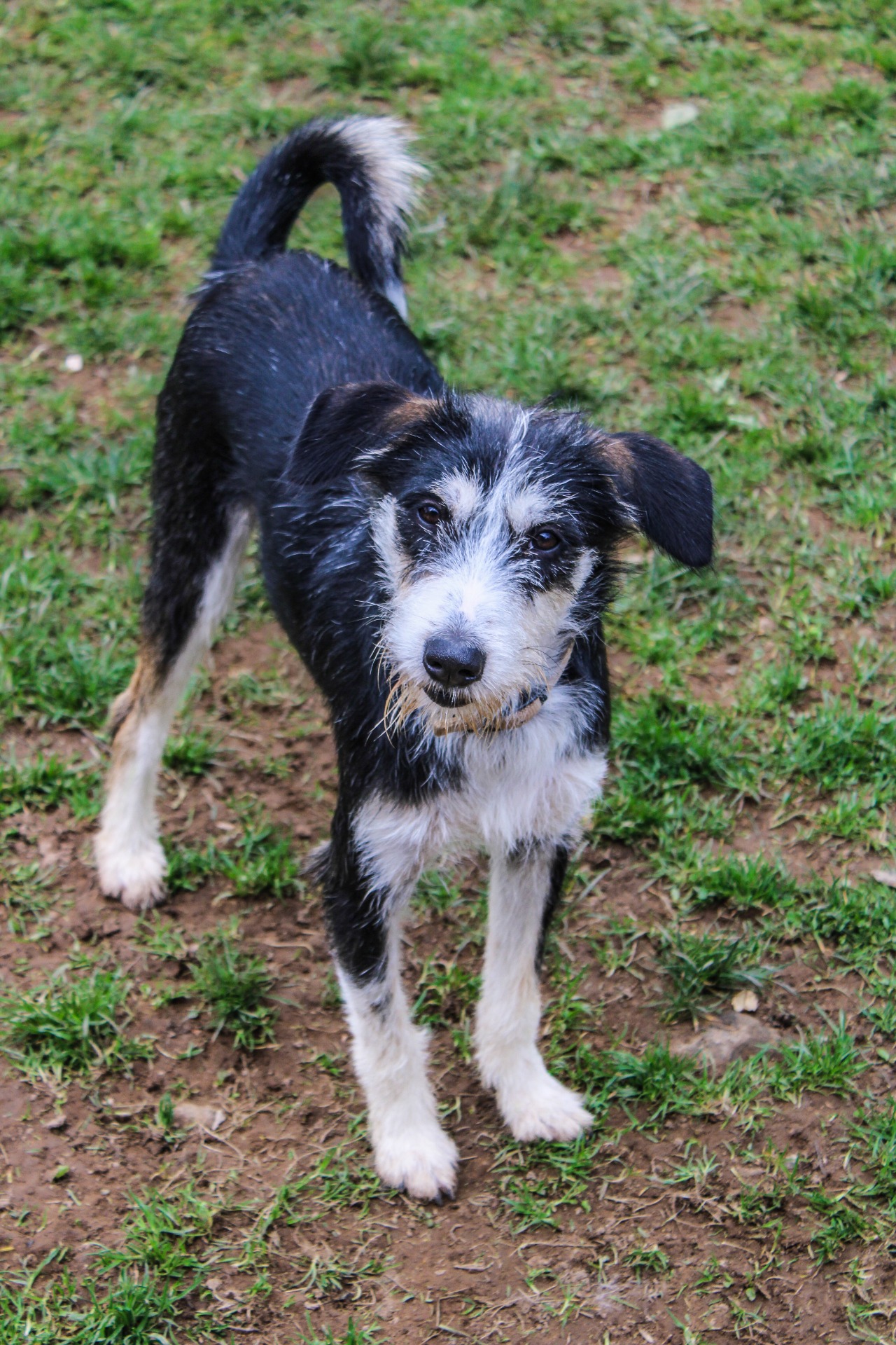 Photo de l'animal à adopté