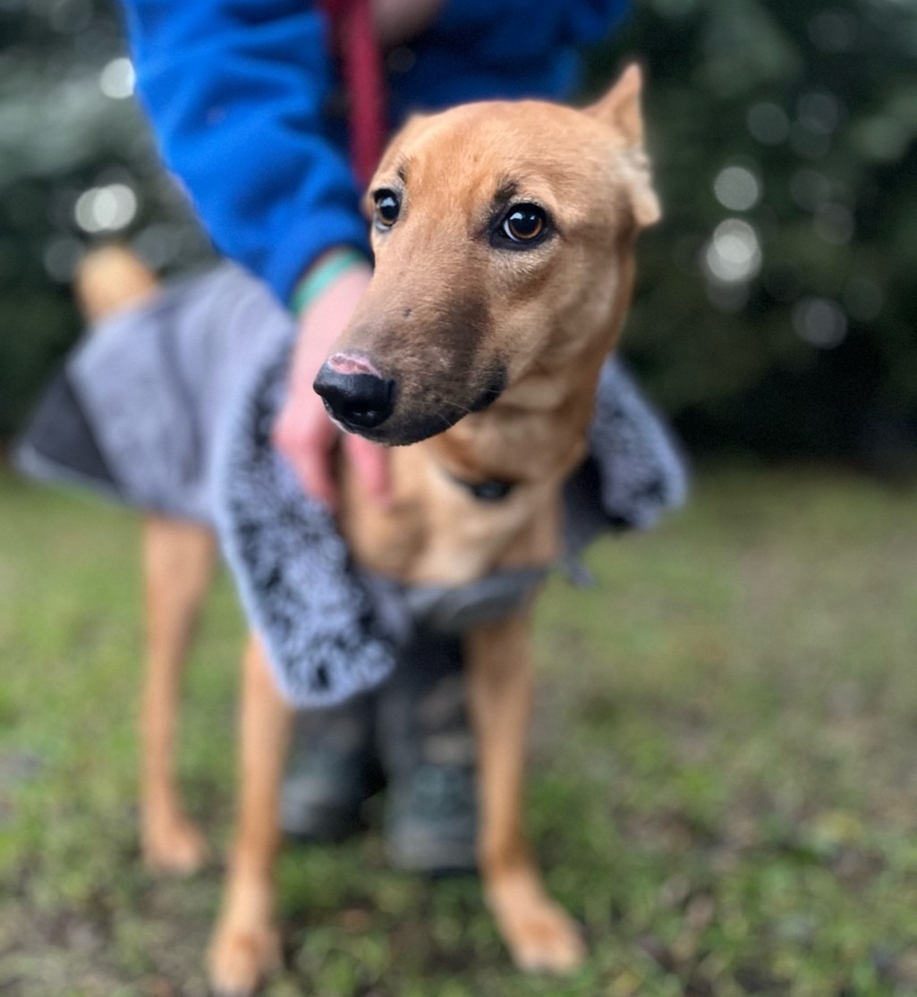 Photo de l'animal à adopté