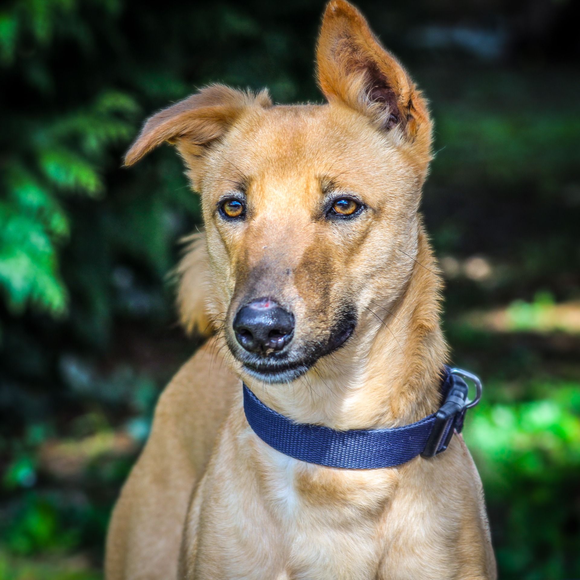Photo de l'animal à adopté