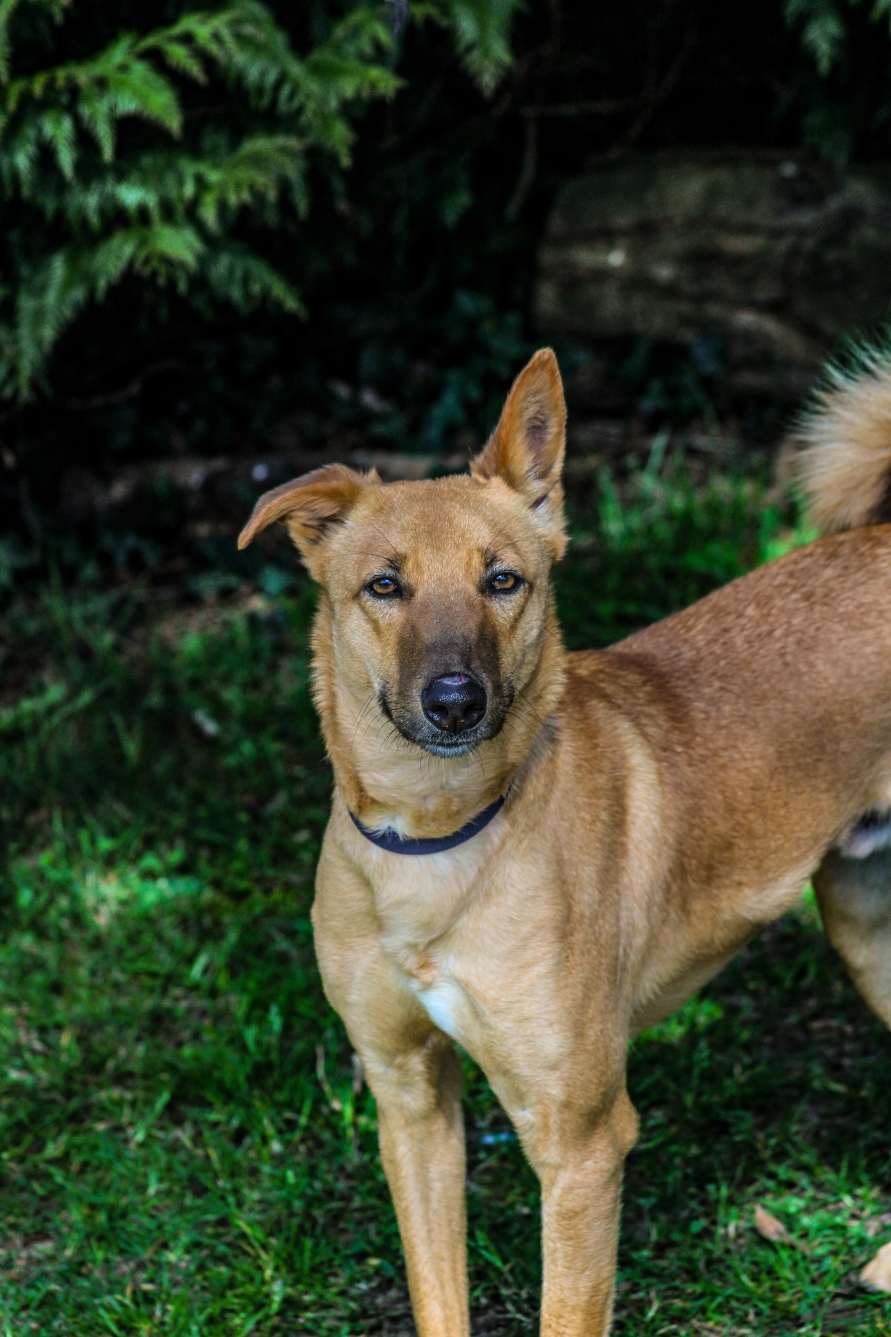 Photo de l'animal à adopté