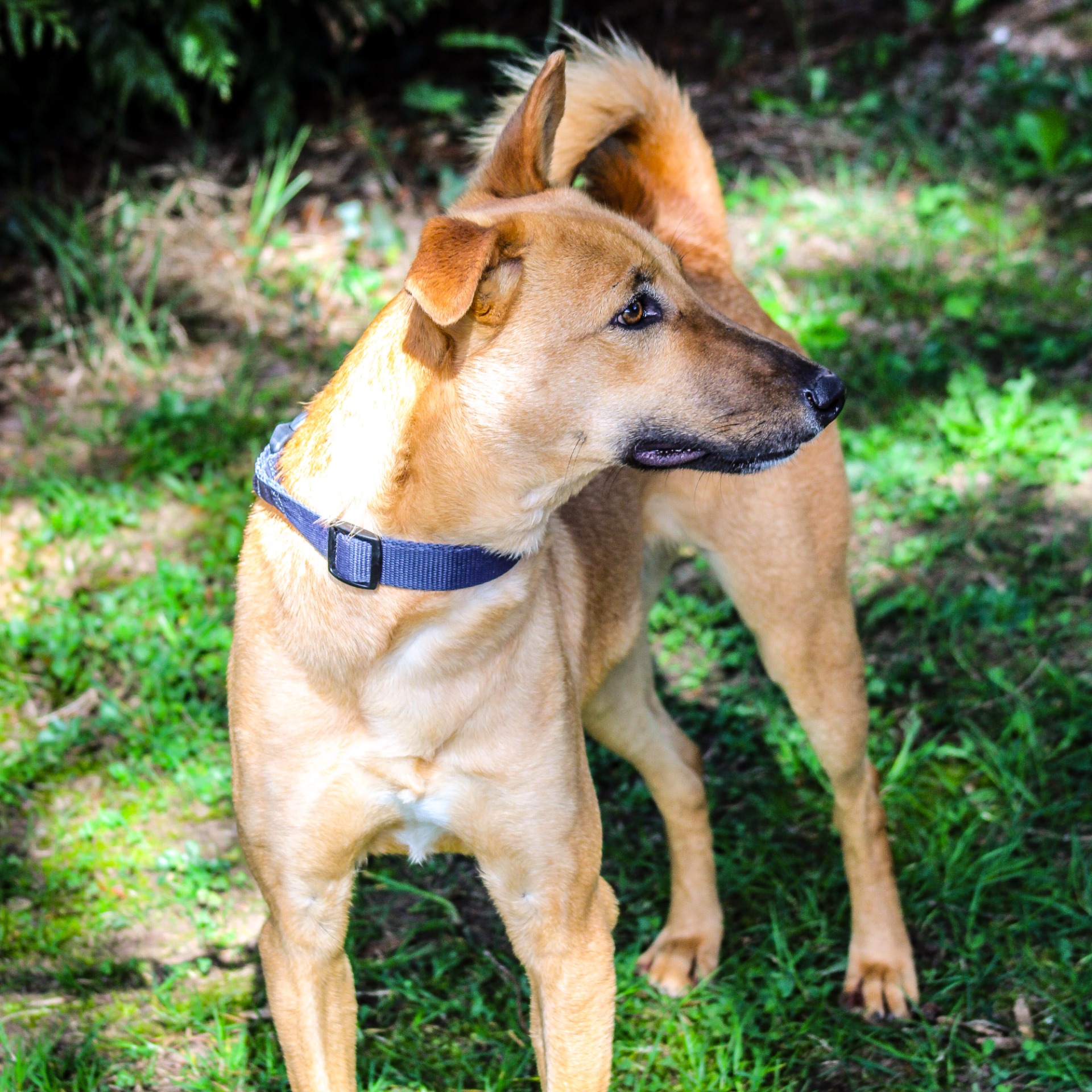 Photo de l'animal à adopté