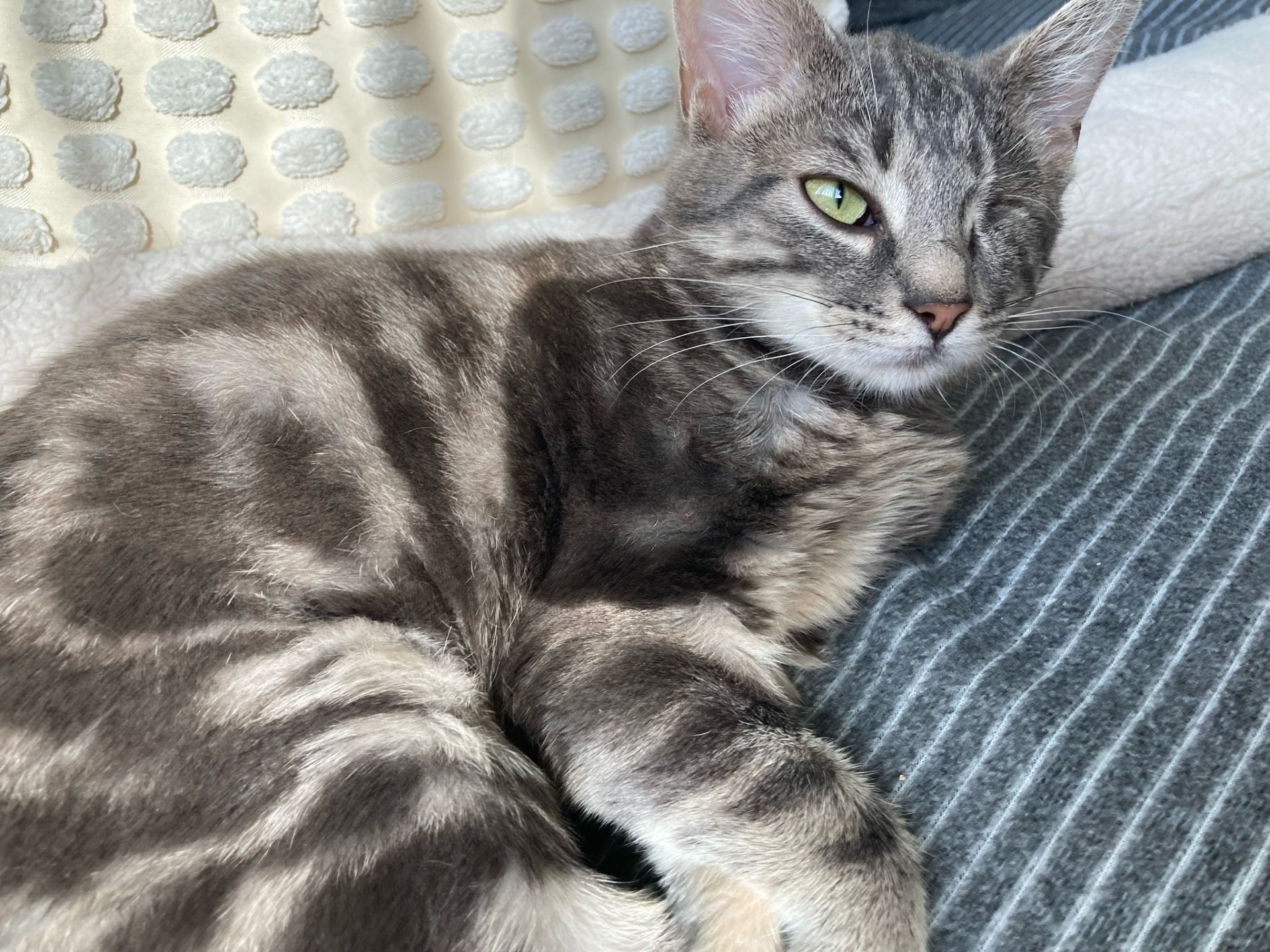 Photo de l'animal à adopté
