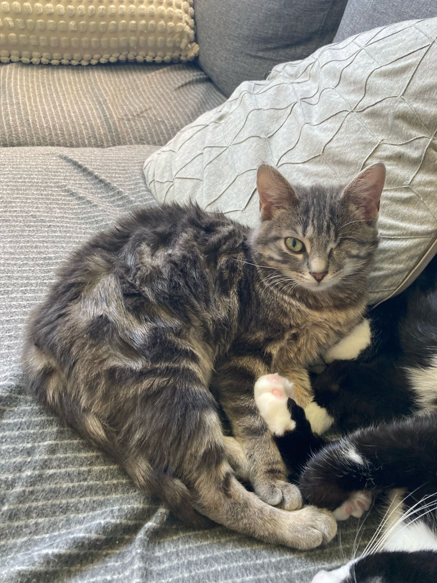 Photo de l'animal à adopté