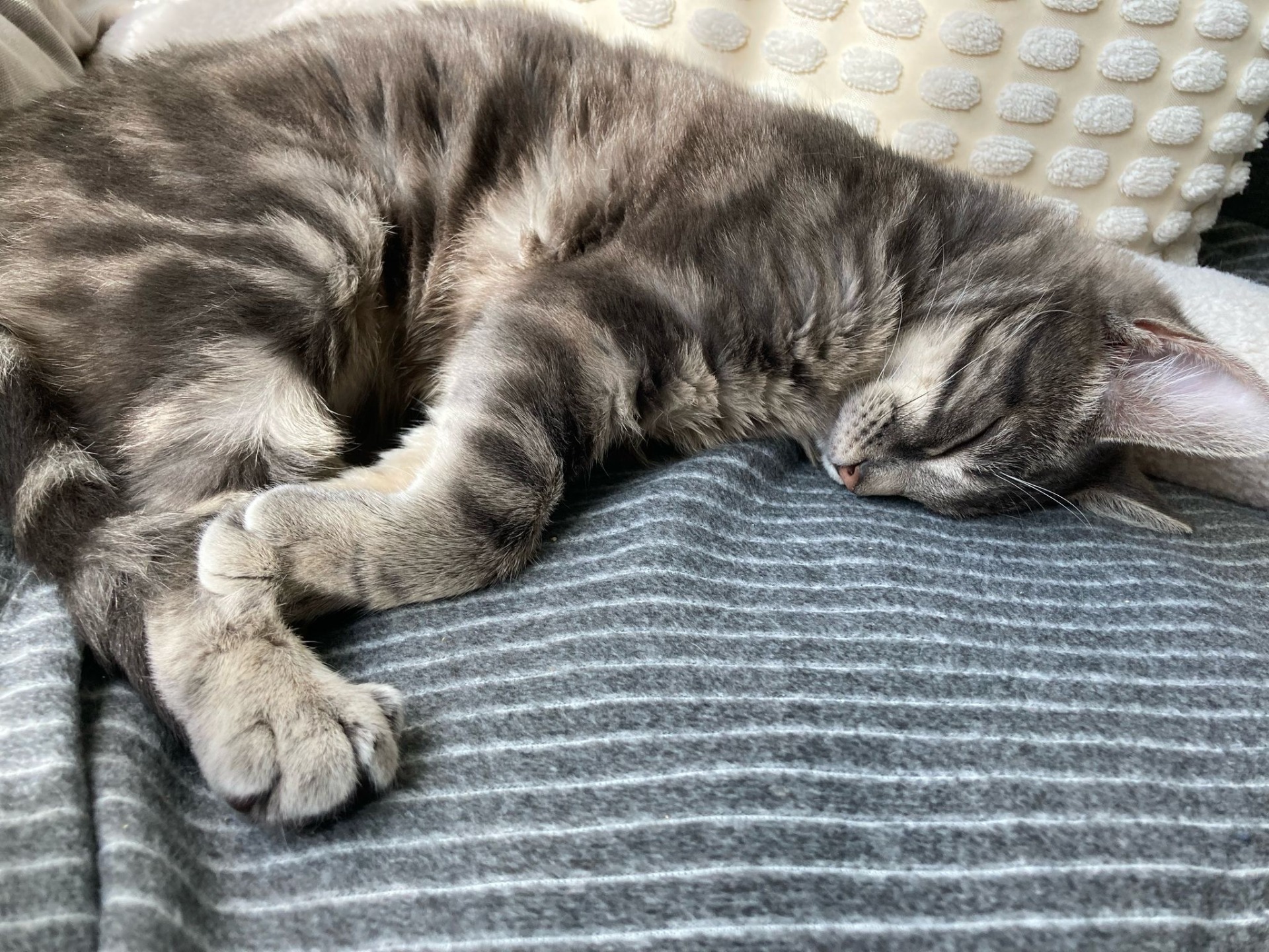 Photo de l'animal à adopté