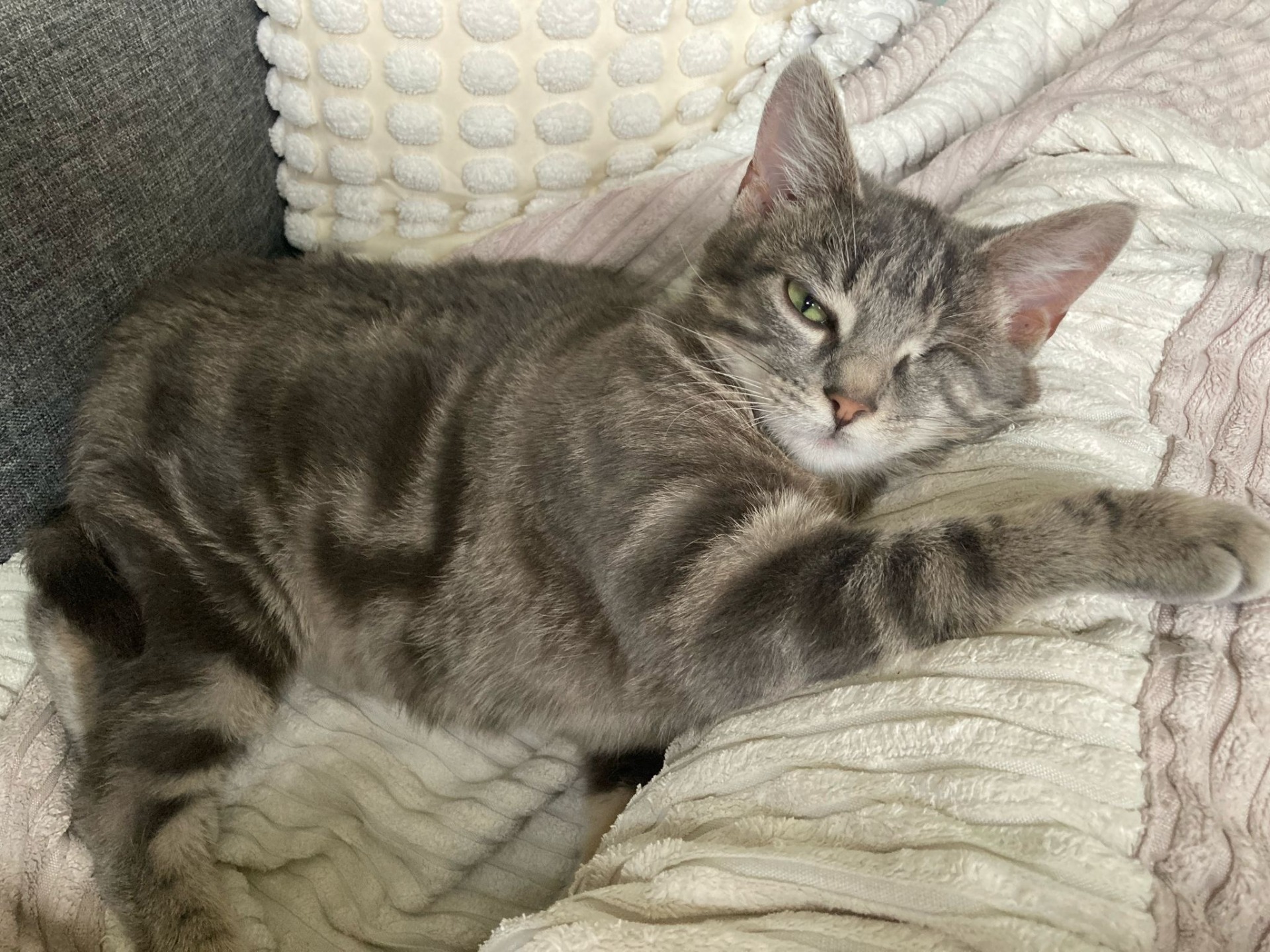 Photo de l'animal à adopté