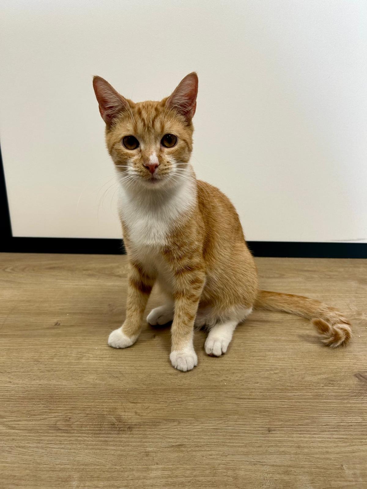 Photo de l'animal à adopté