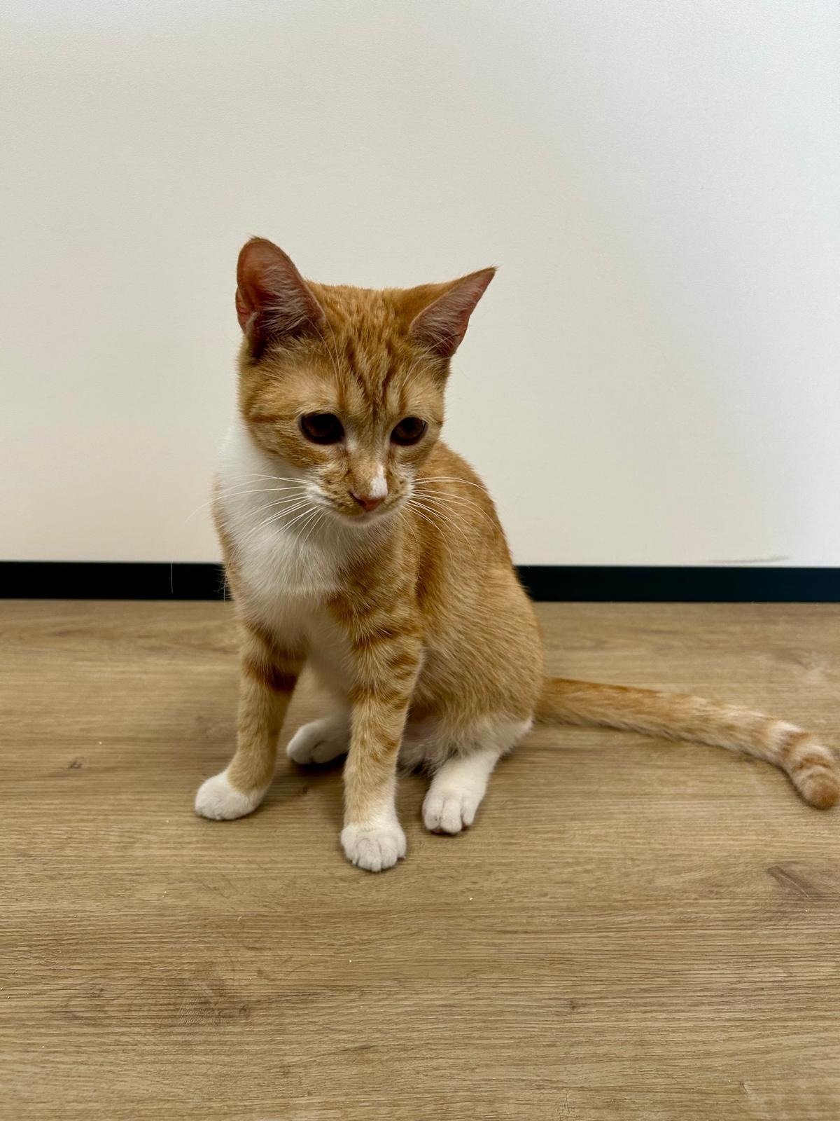 Photo de l'animal à adopté