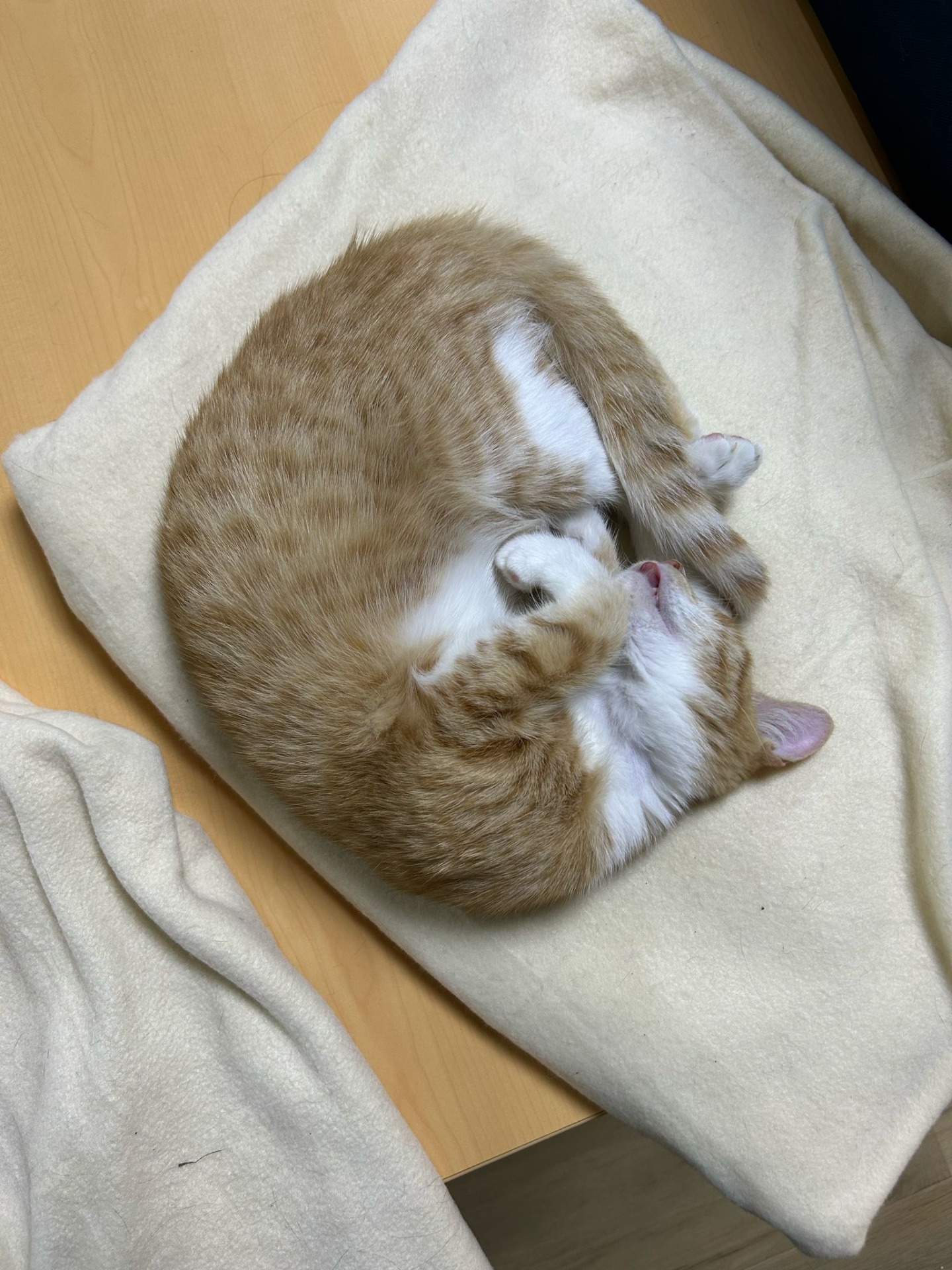 Photo de l'animal à adopté
