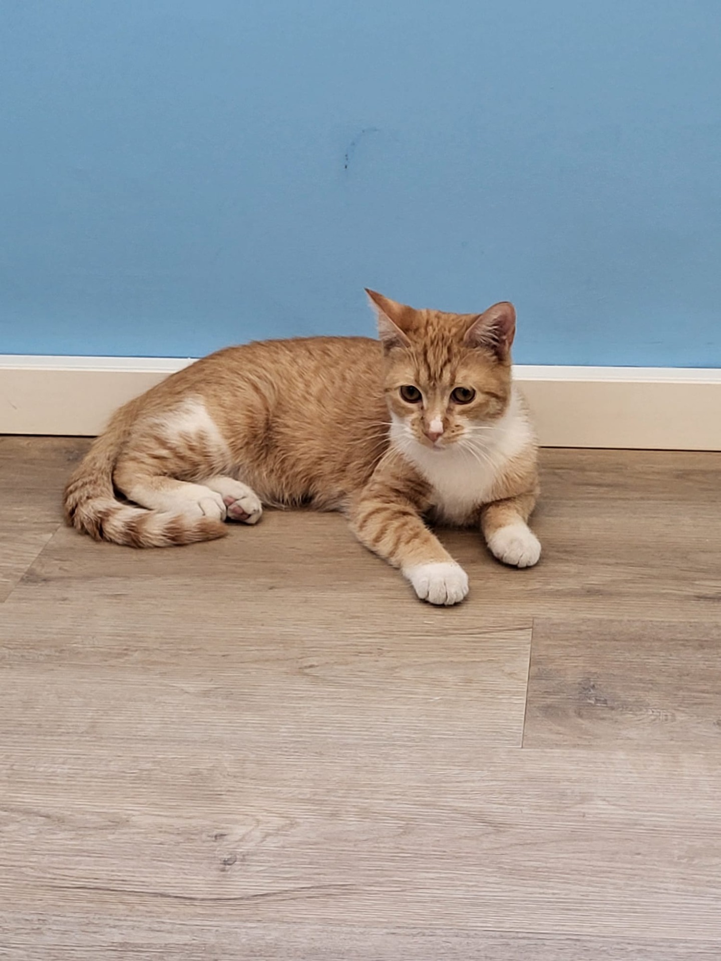 Photo de l'animal à adopté