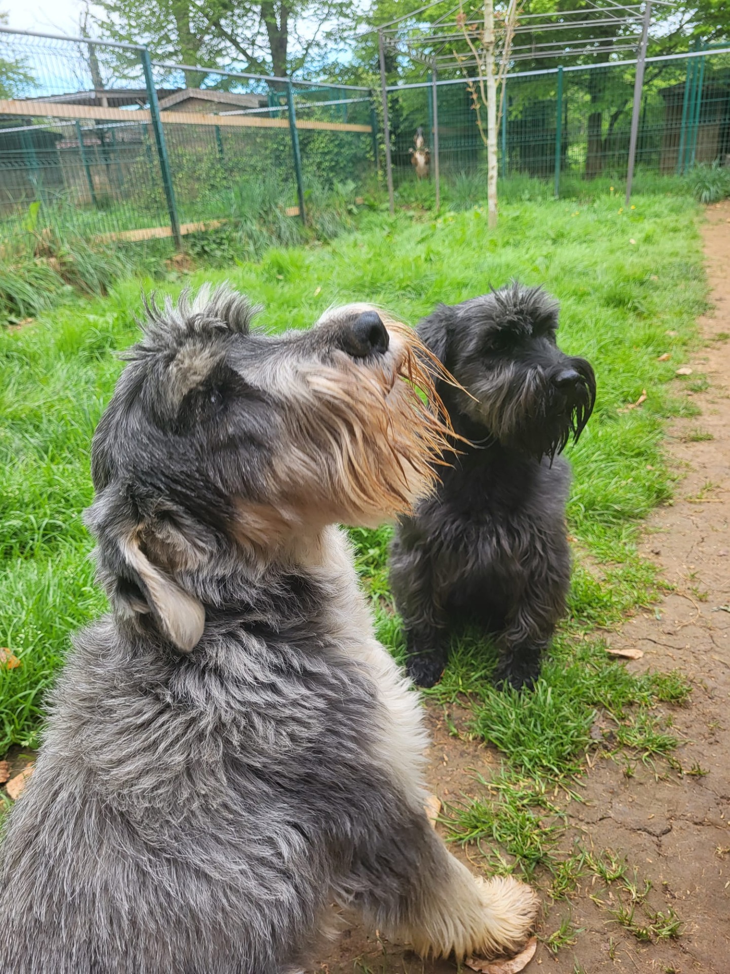 Photo de l'animal à adopté