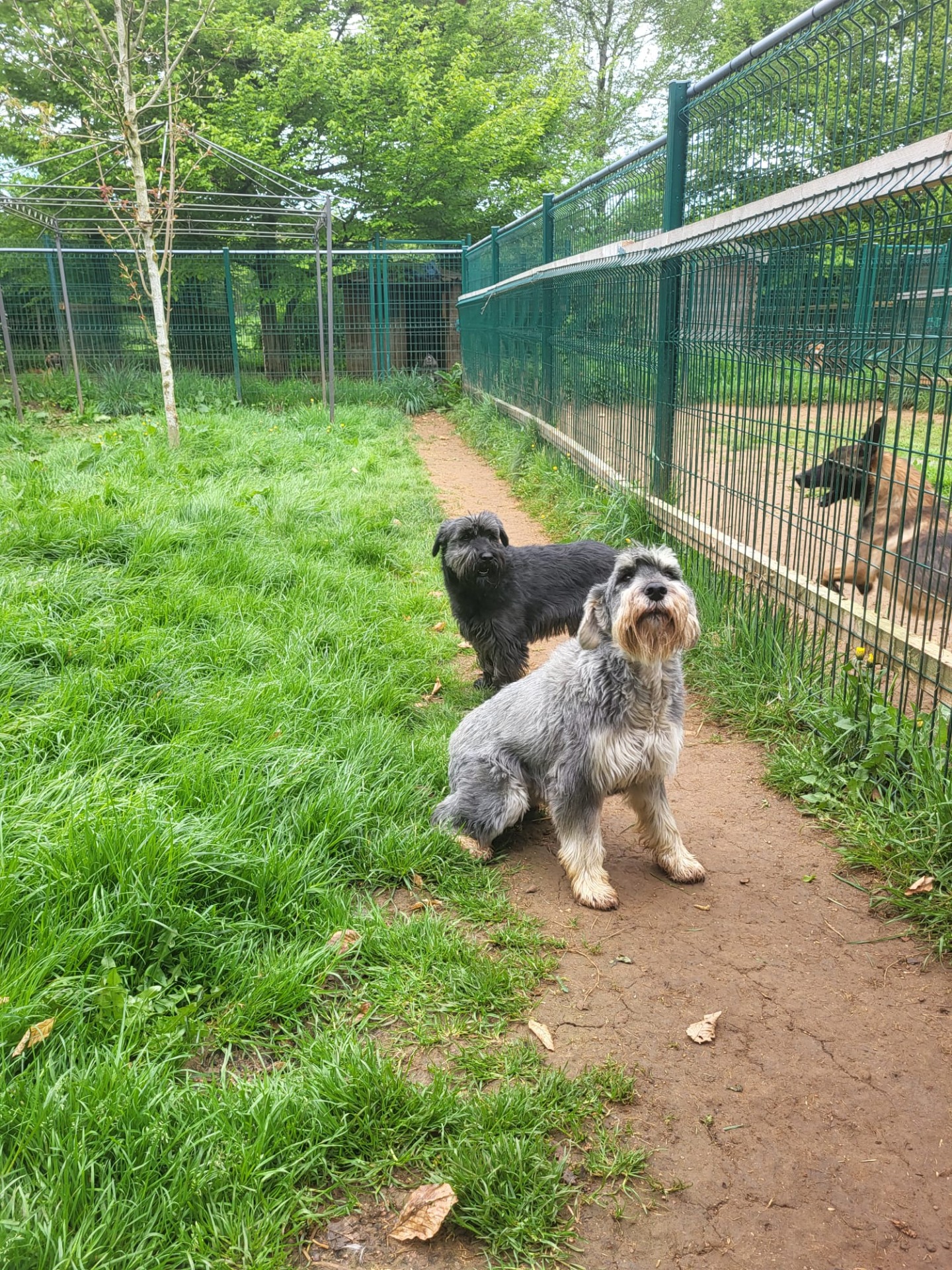 Photo de l'animal à adopté