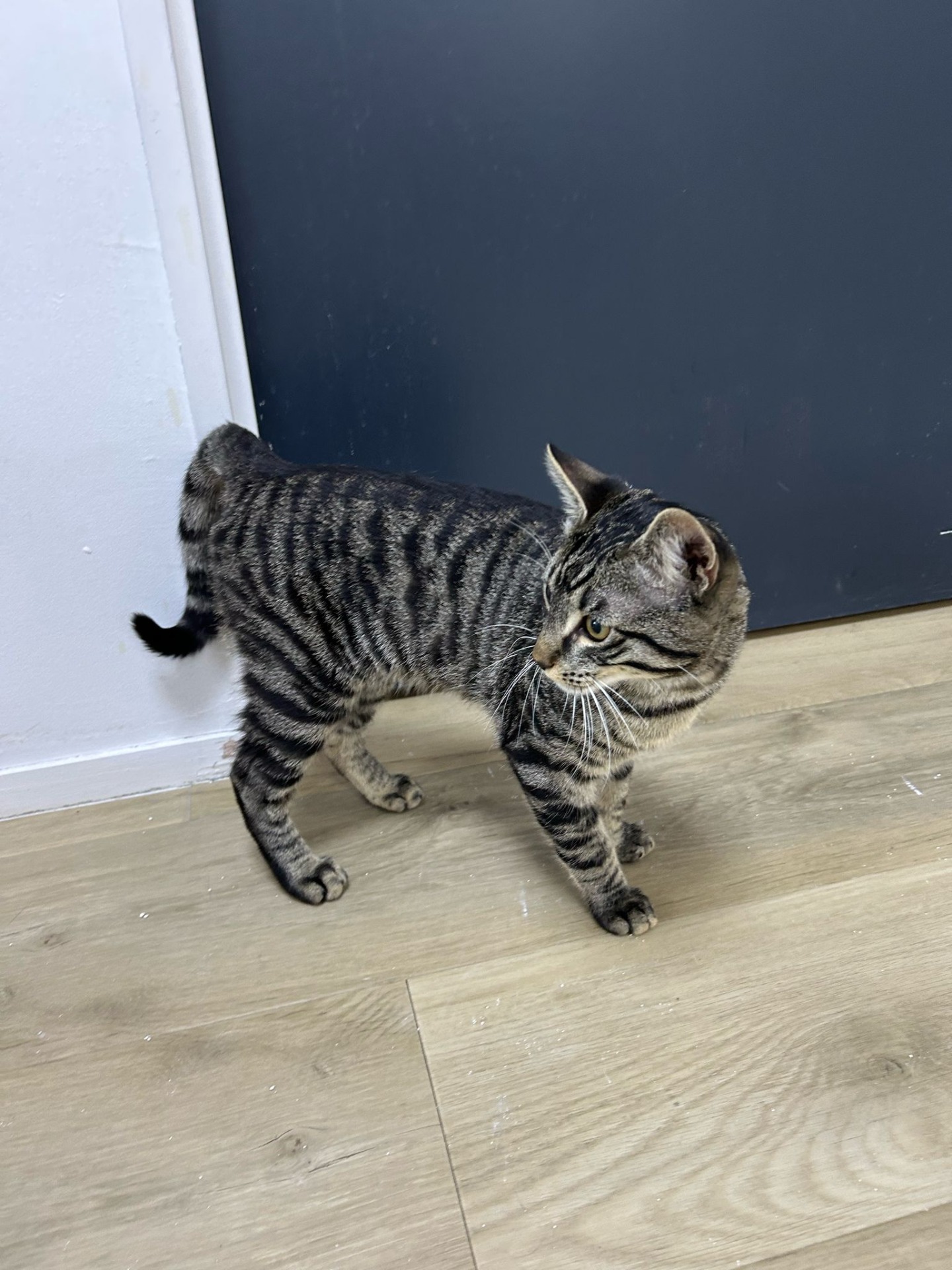 Photo de l'animal à adopté
