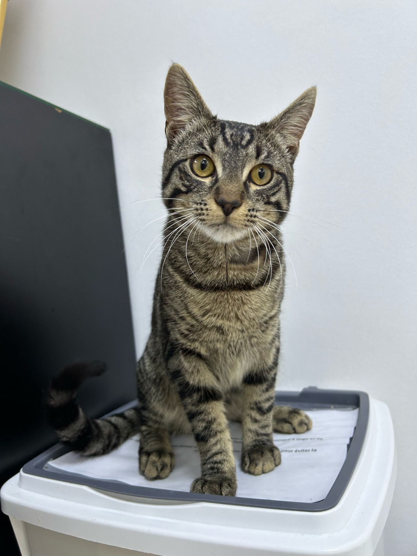 Photo de l'animal à adopté