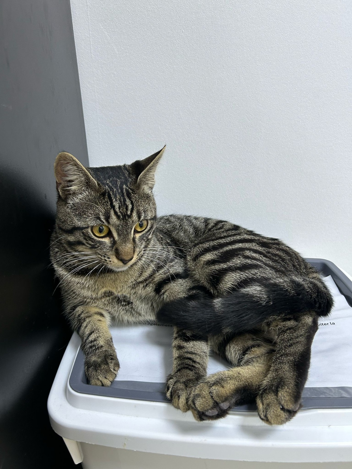 Photo de l'animal à adopté