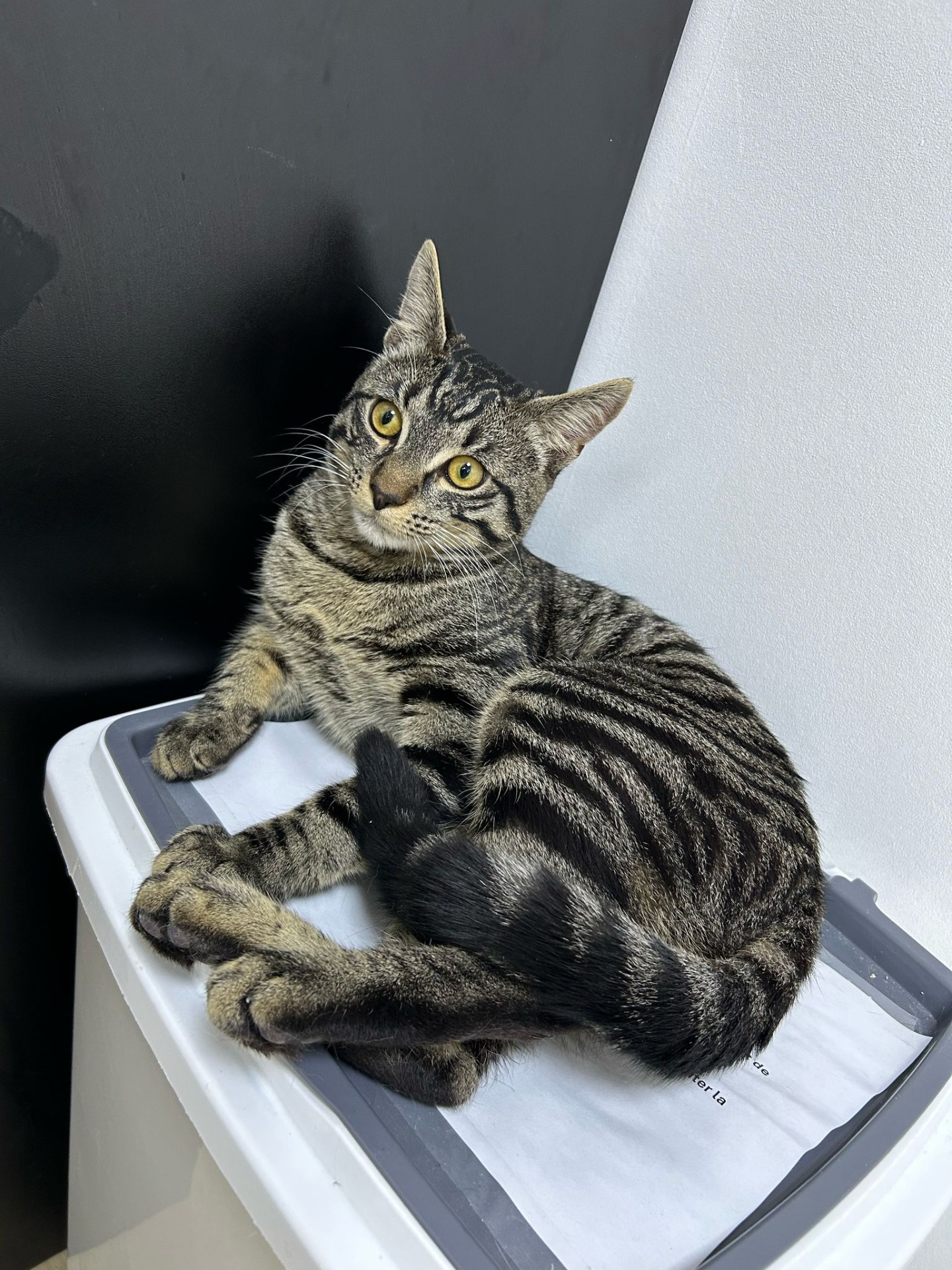 Photo de l'animal à adopté