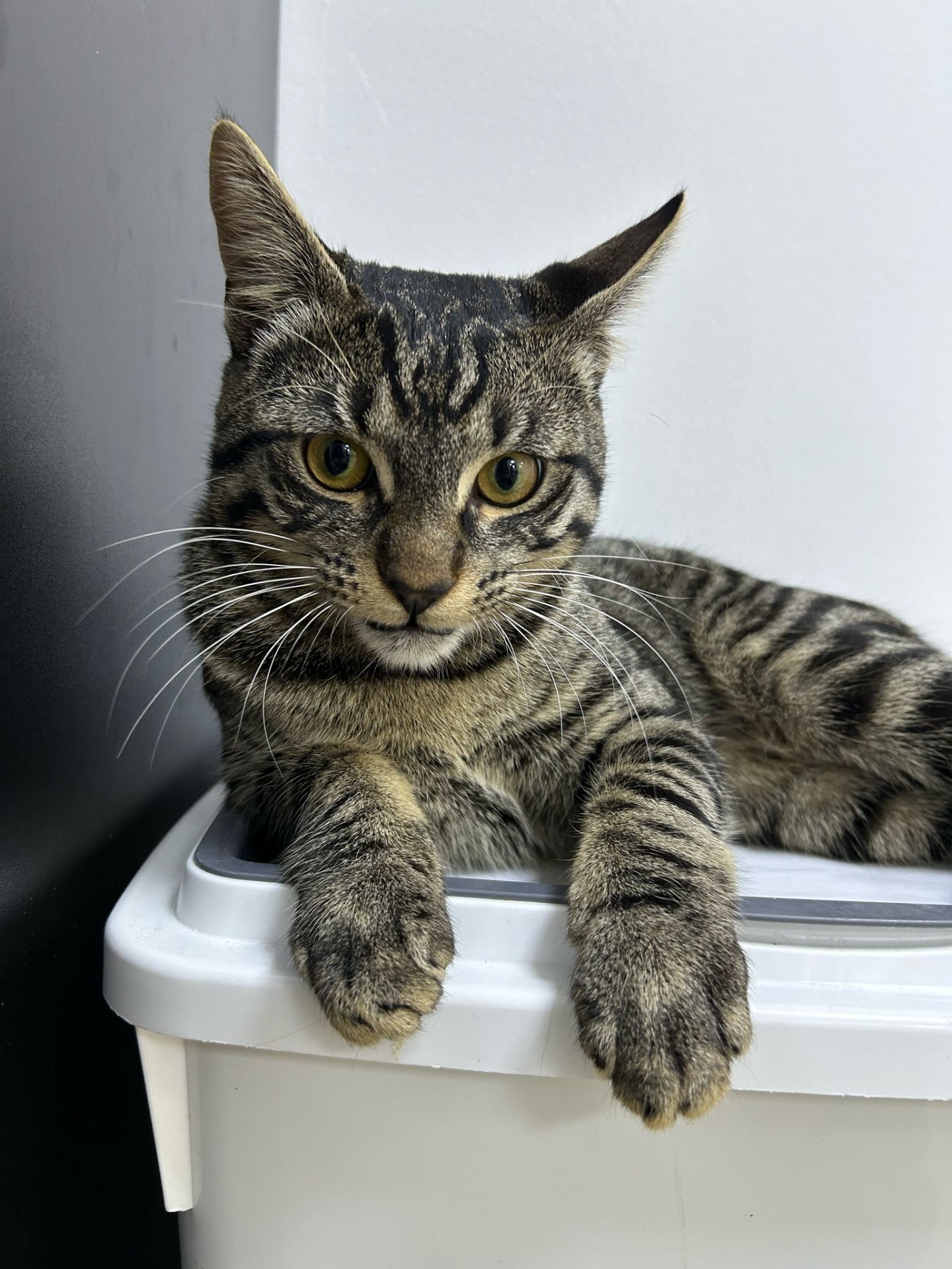 Photo de l'animal à adopté