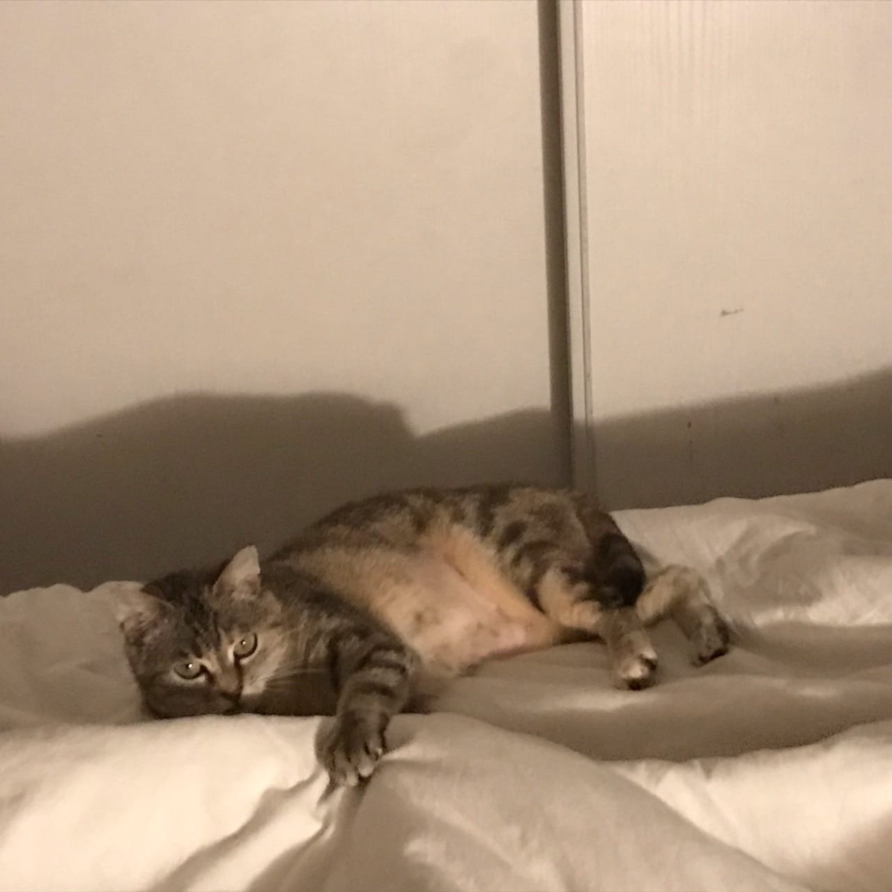 Photo de l'animal à adopté