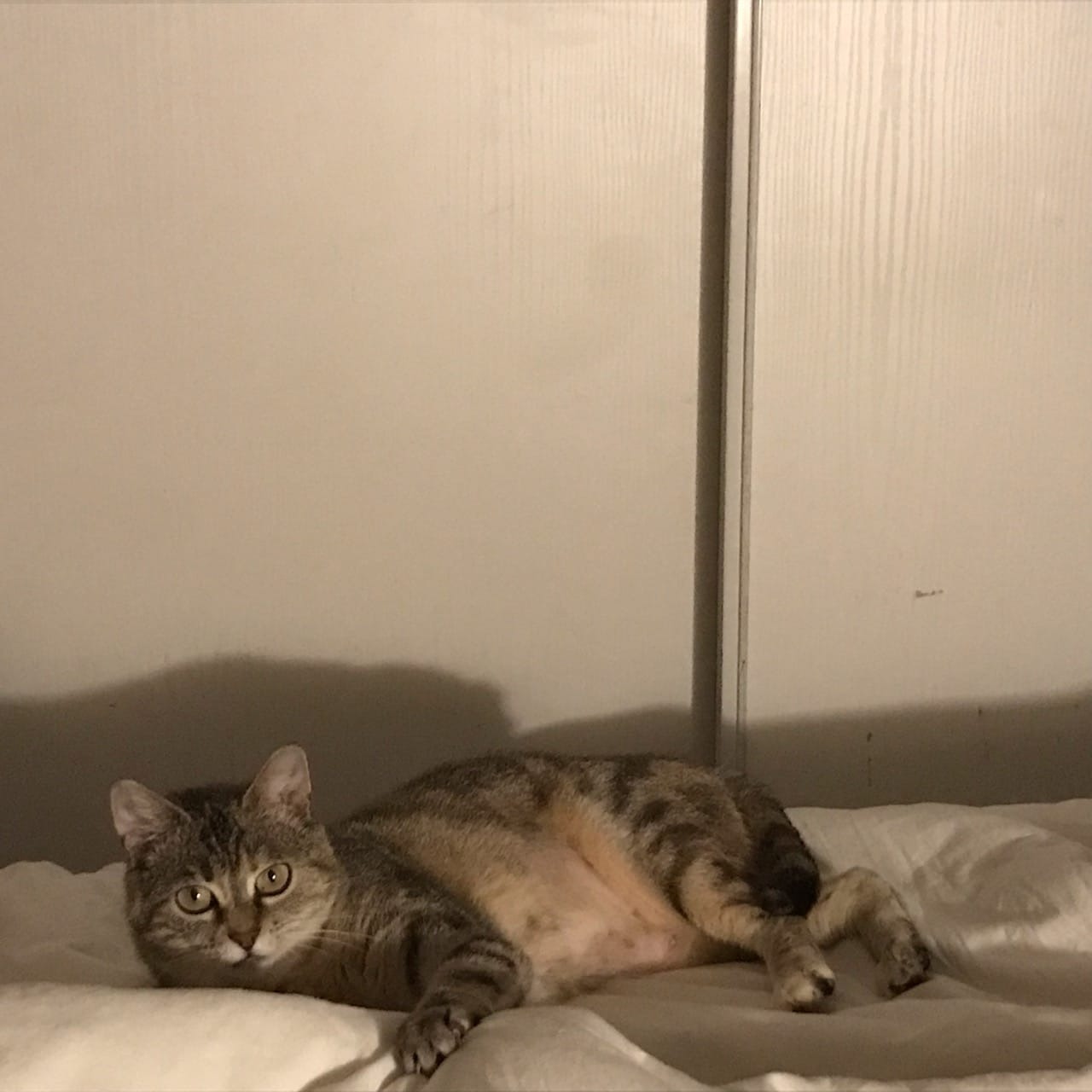 Photo de l'animal à adopté