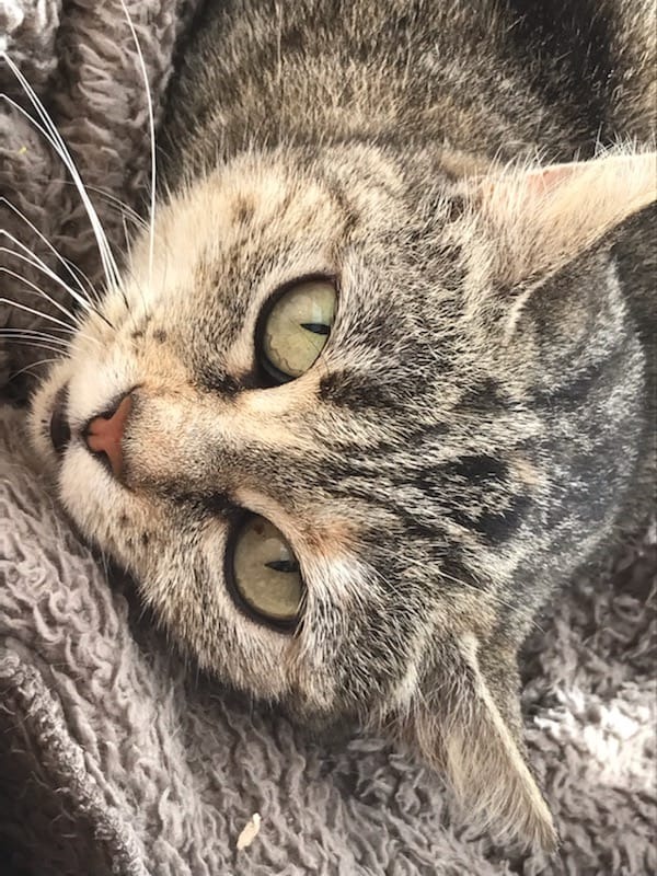 Photo de l'animal à adopté