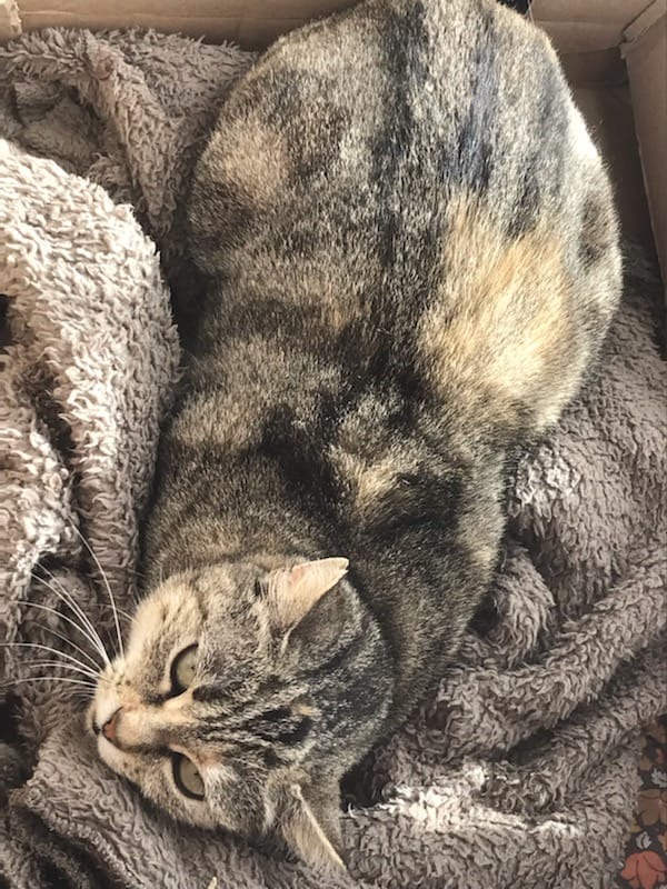 Photo de l'animal à adopté