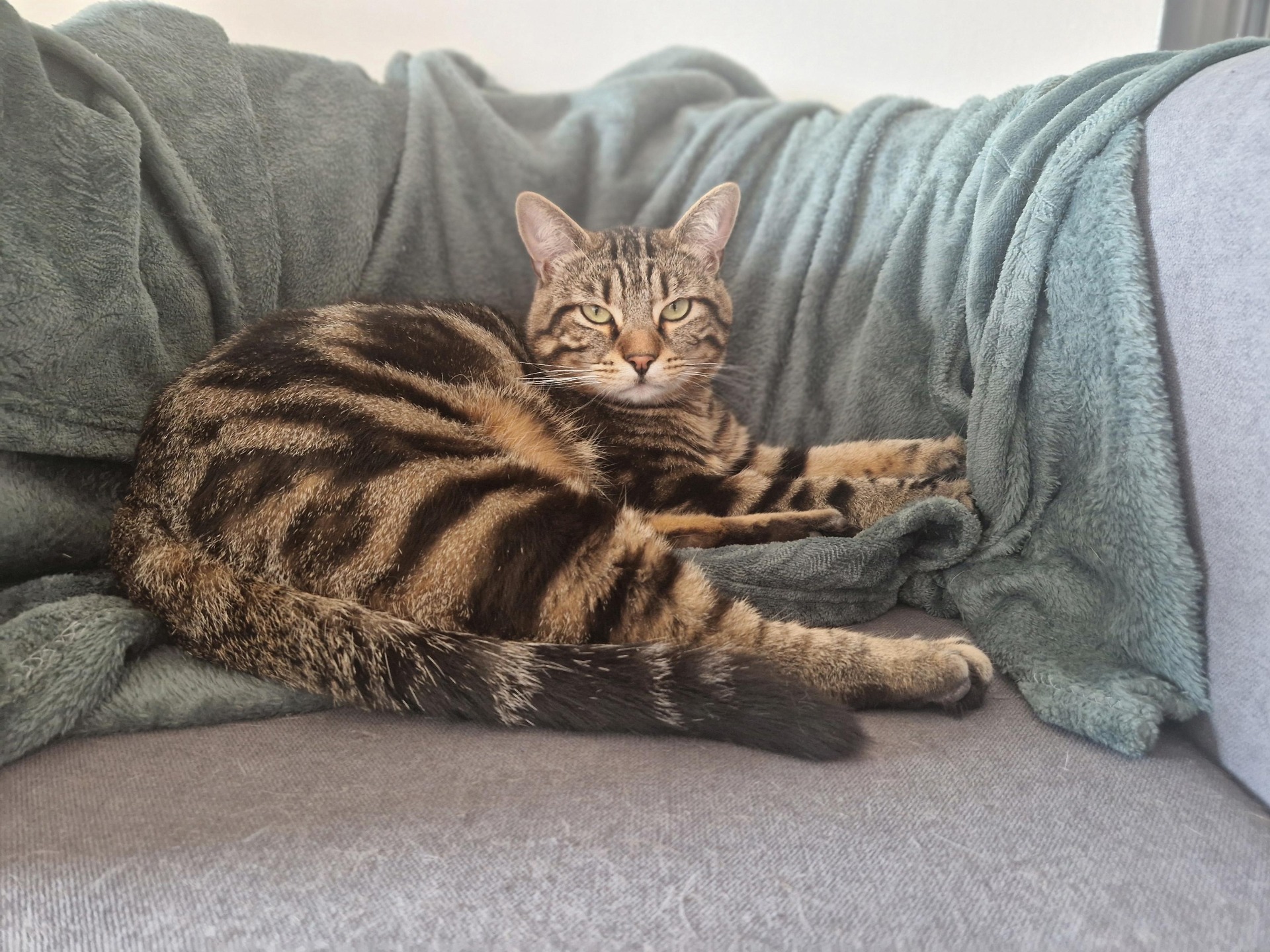Photo de l'animal à adopté