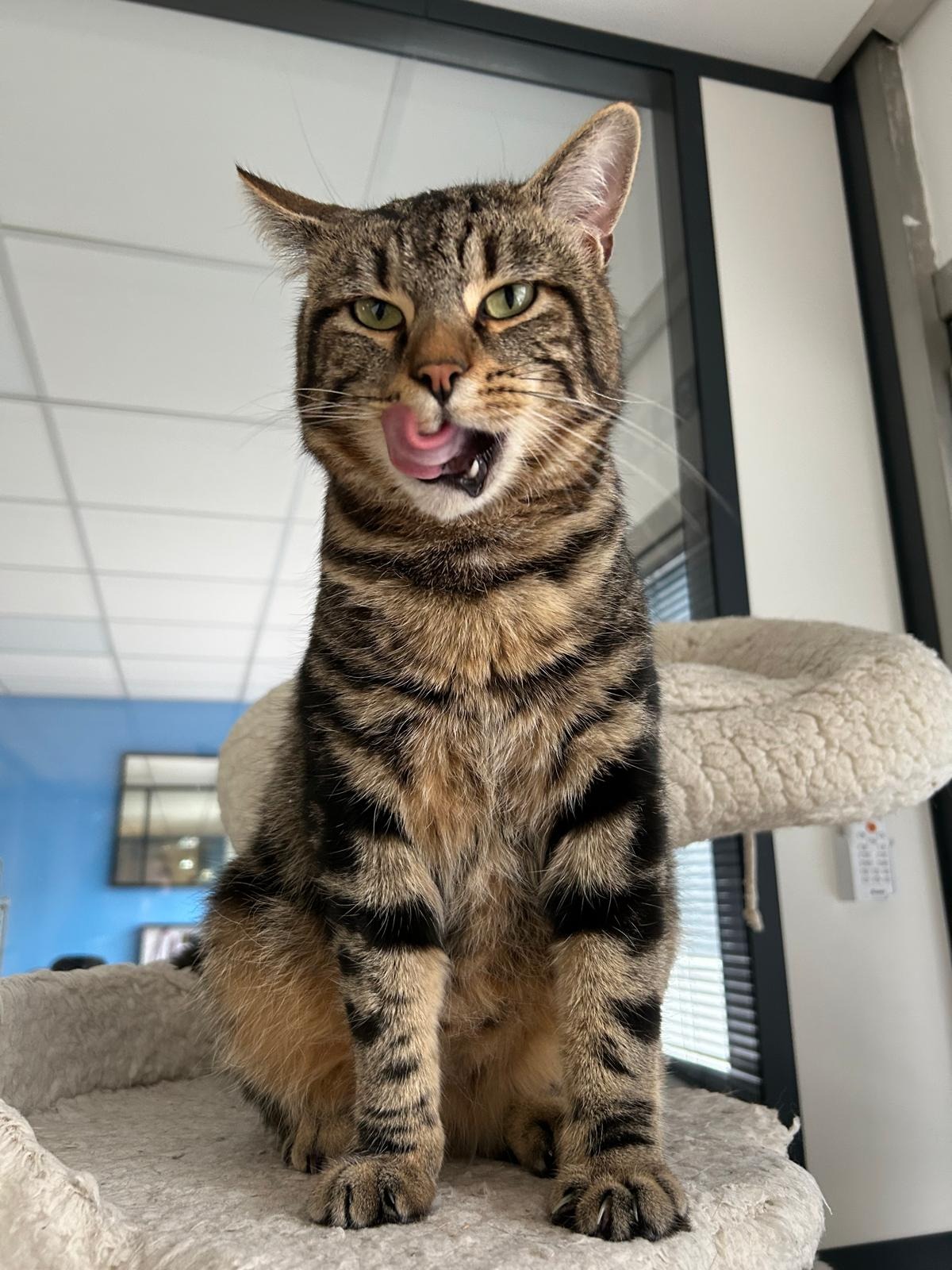 Photo de l'animal à adopté