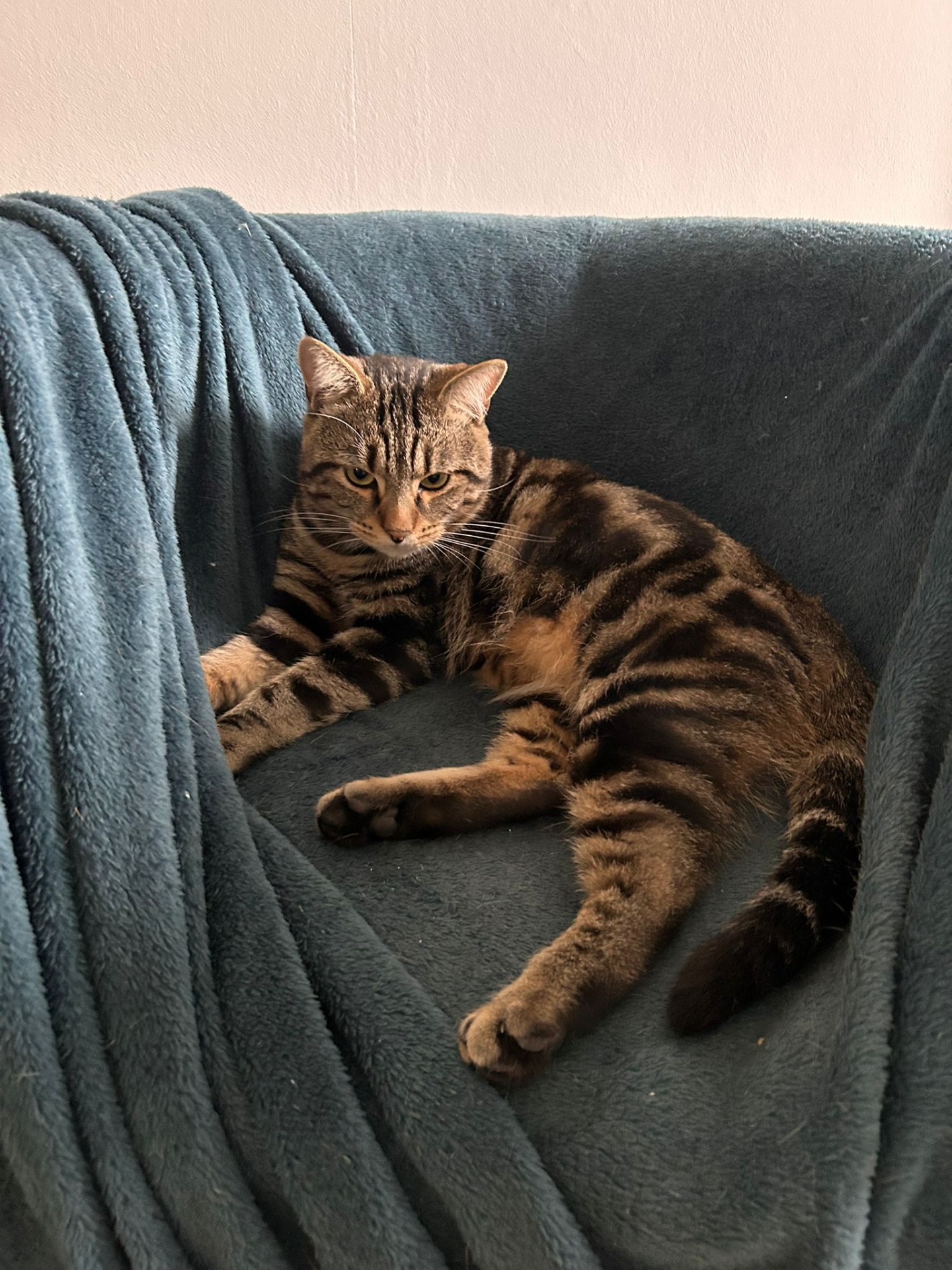 Photo de l'animal à adopté